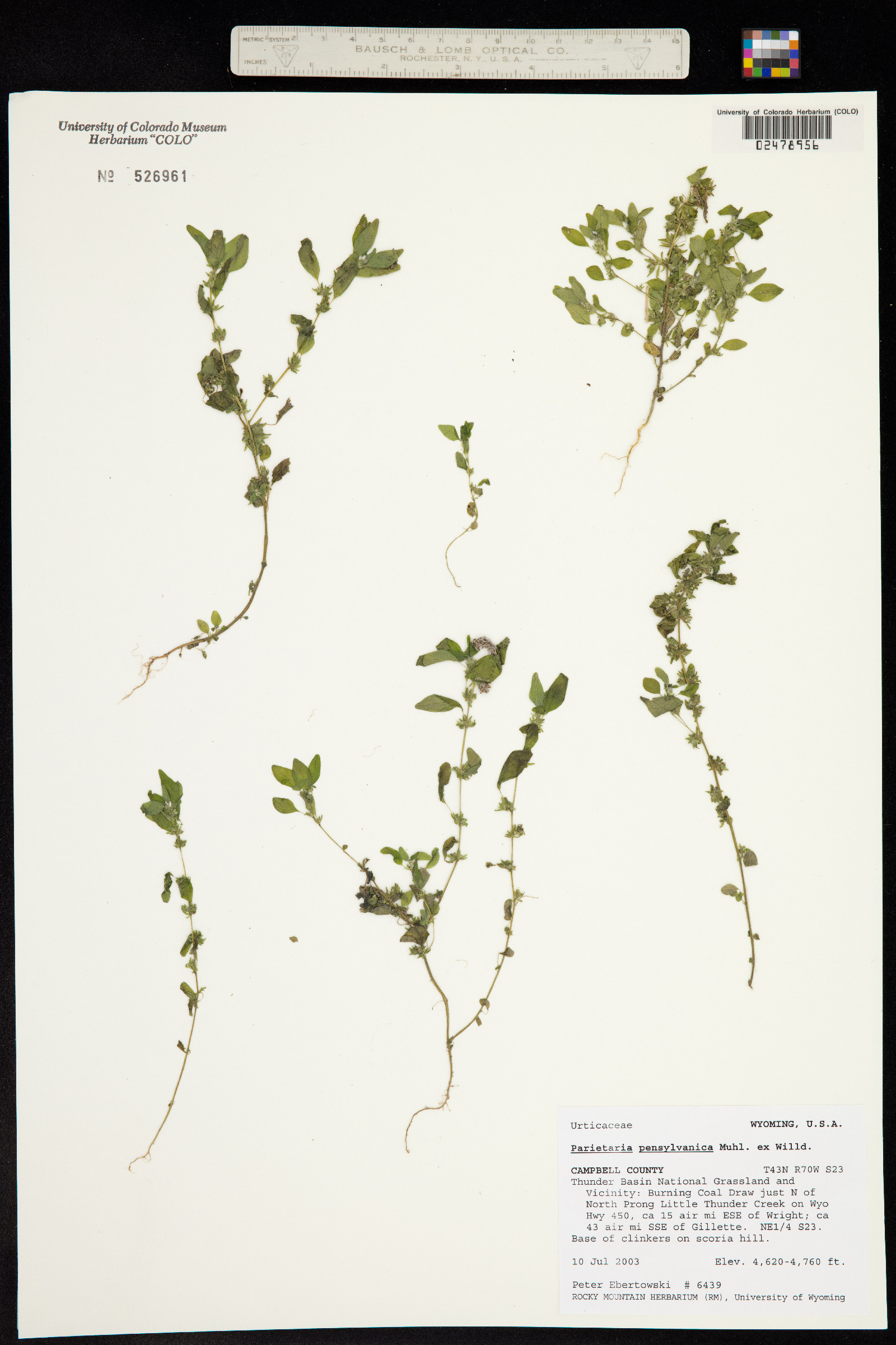 Parietaria pensylvanica image