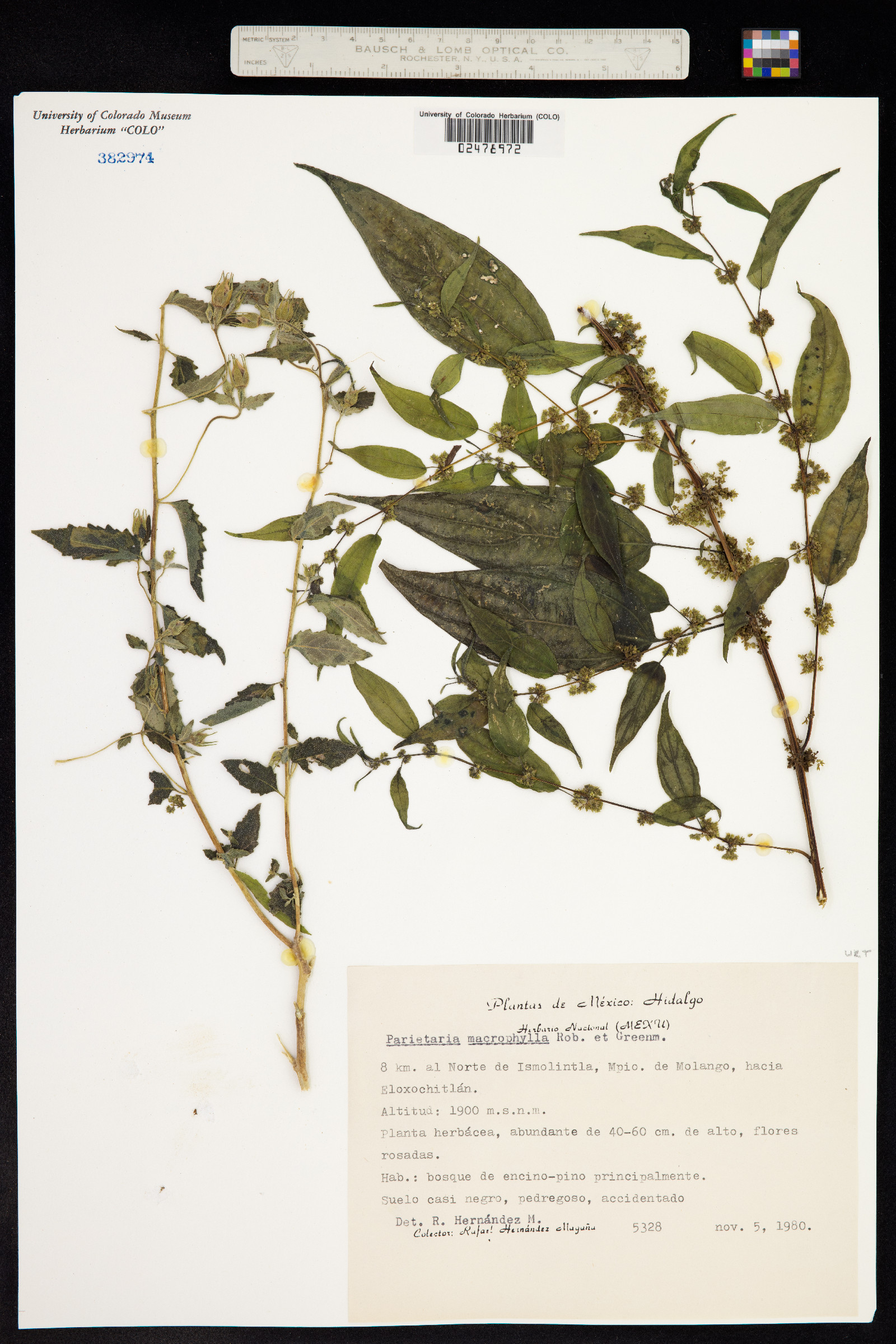 Parietaria macrophylla image