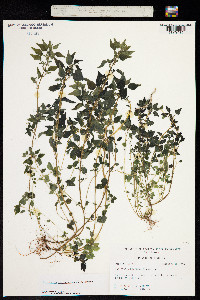 Image of Parietaria praetermissa