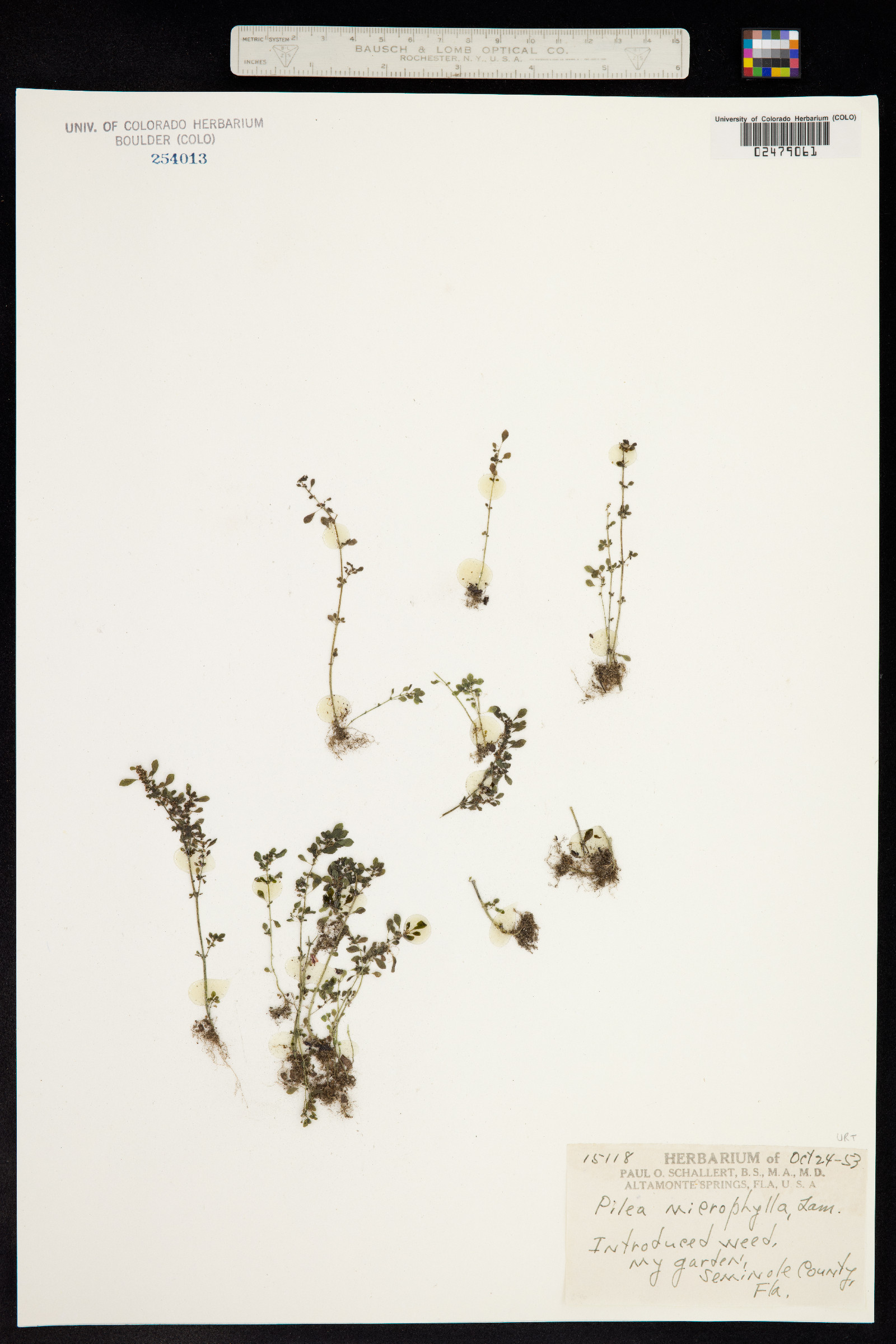 Pilea image