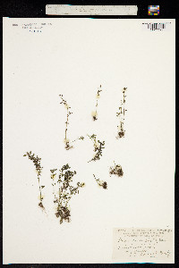 Image of Parietaria microphylla