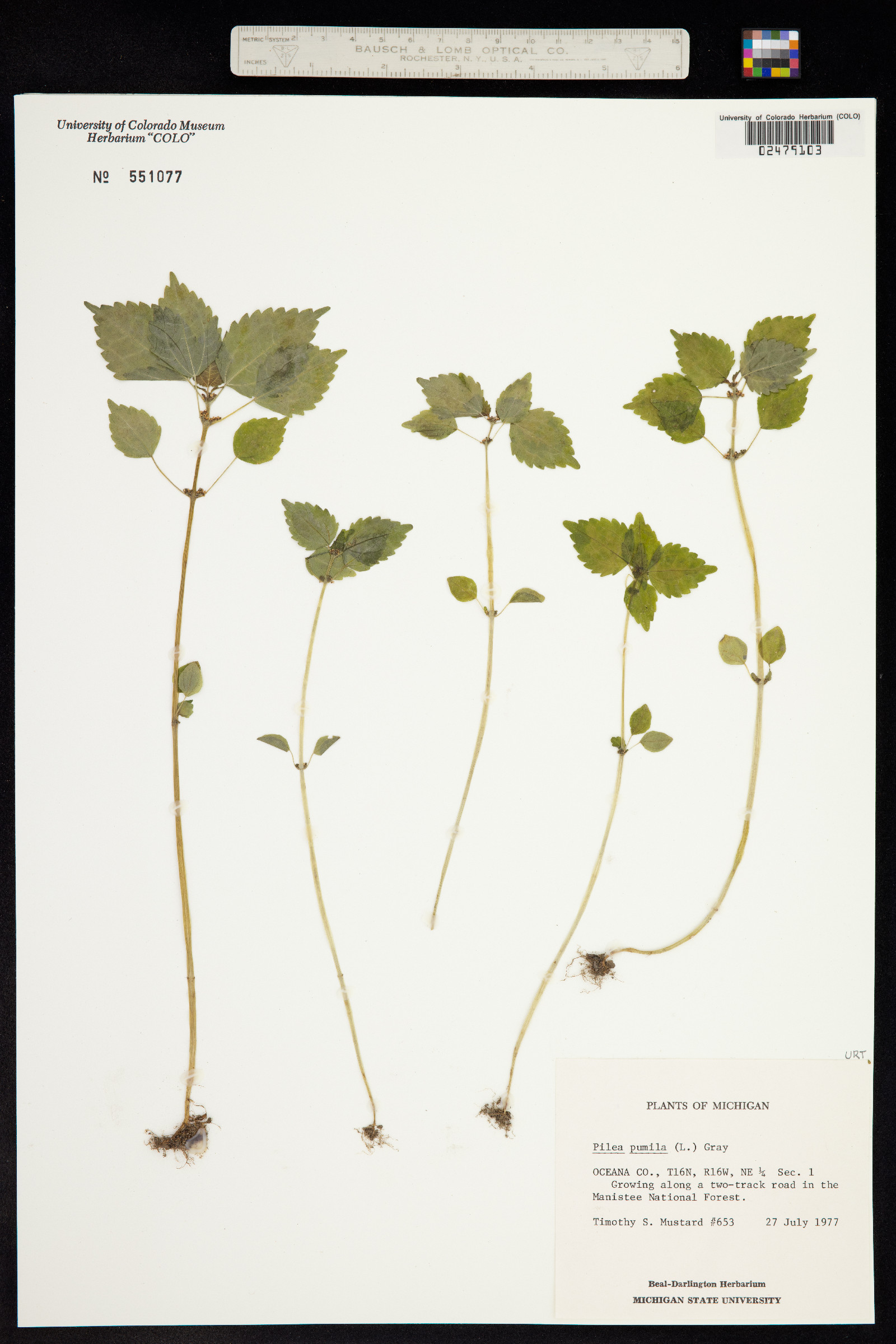 Pilea pumila image