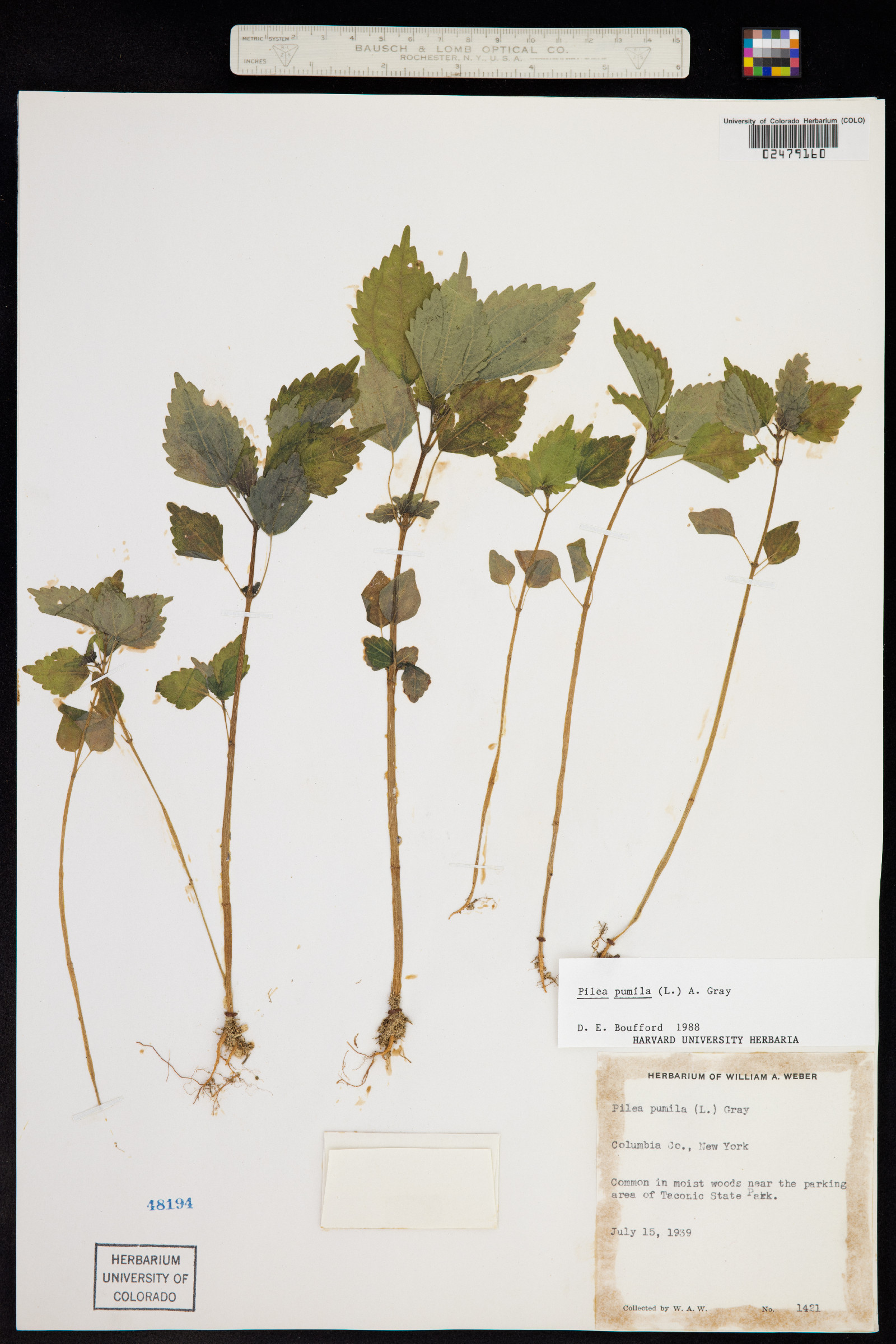 Pilea pumila image
