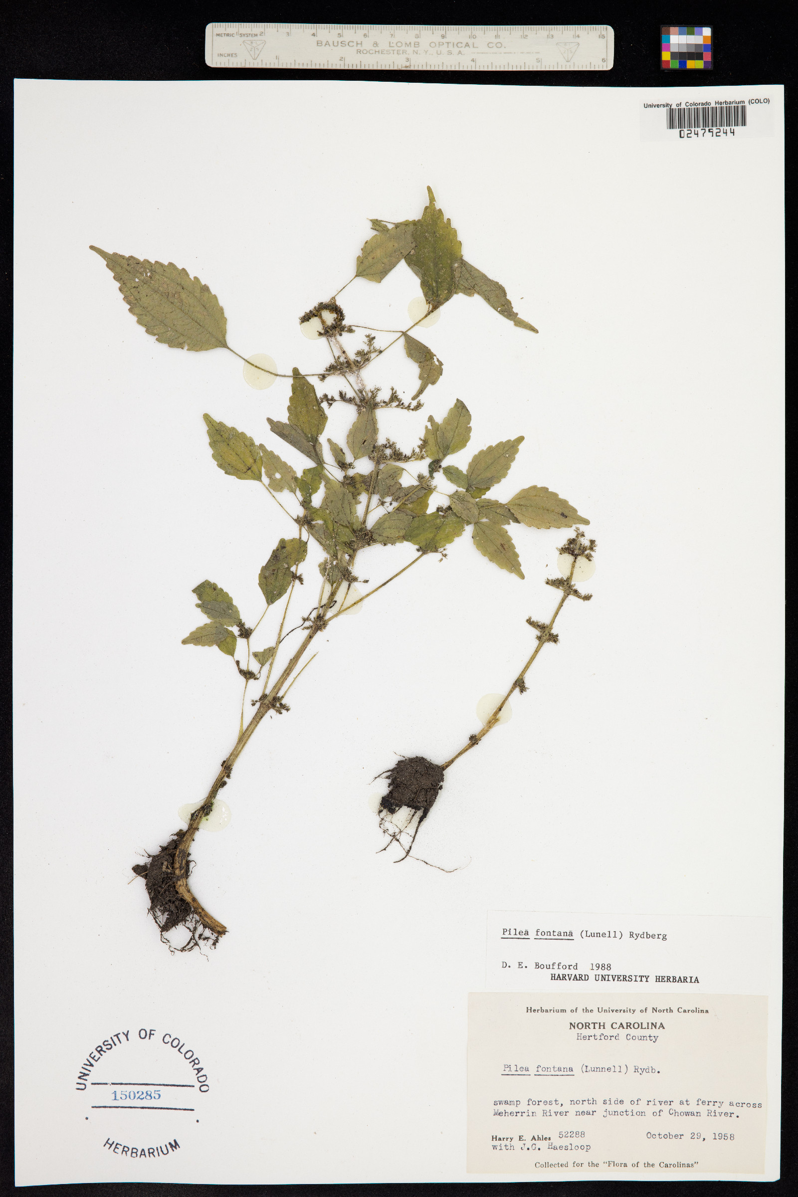 Pilea fontana image