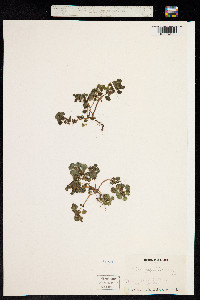 Image of Pilea peploides