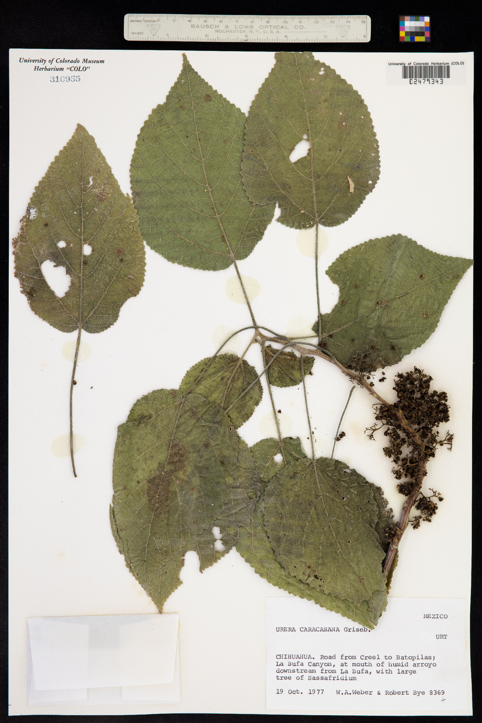 Urera image