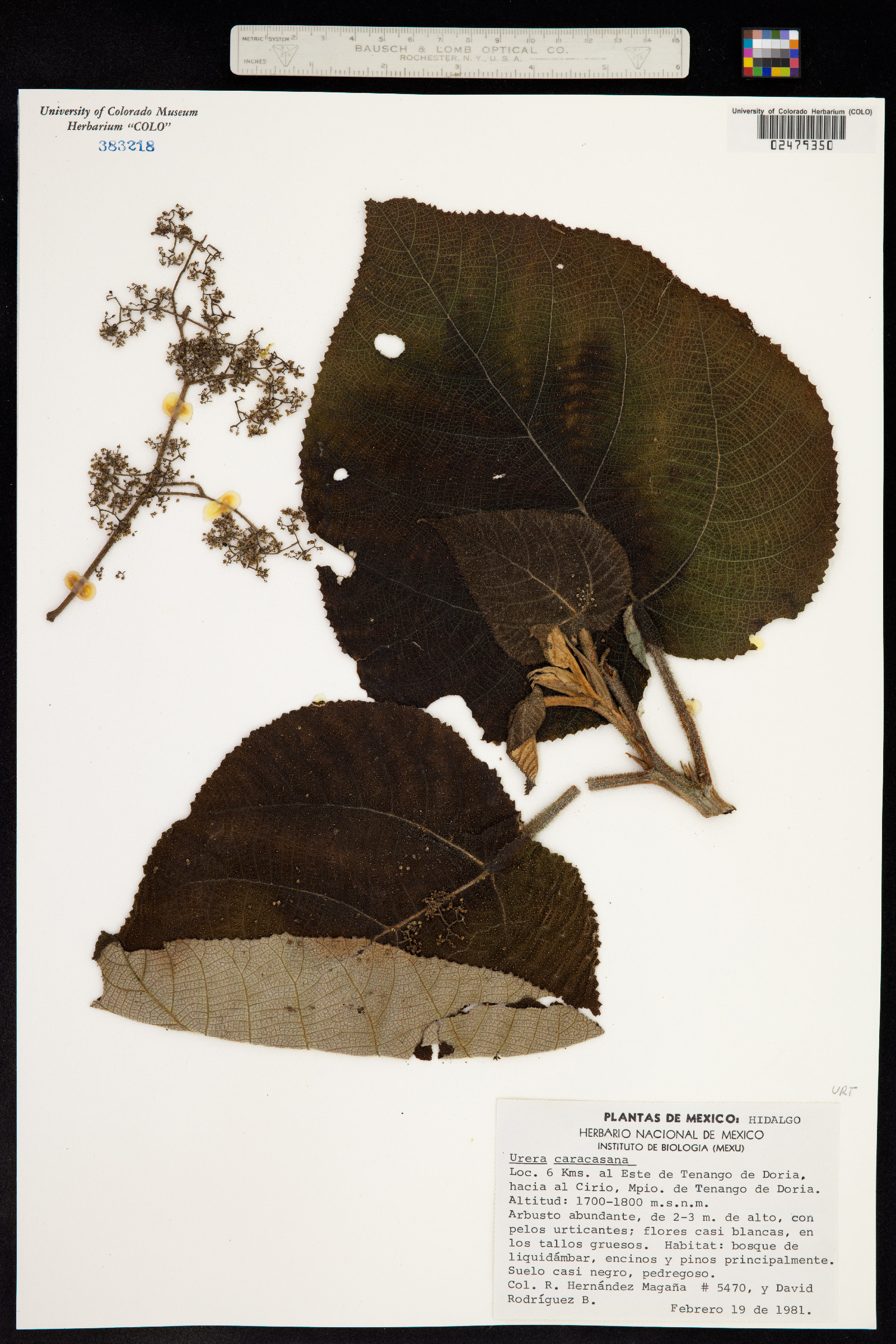 Urera caracasana image