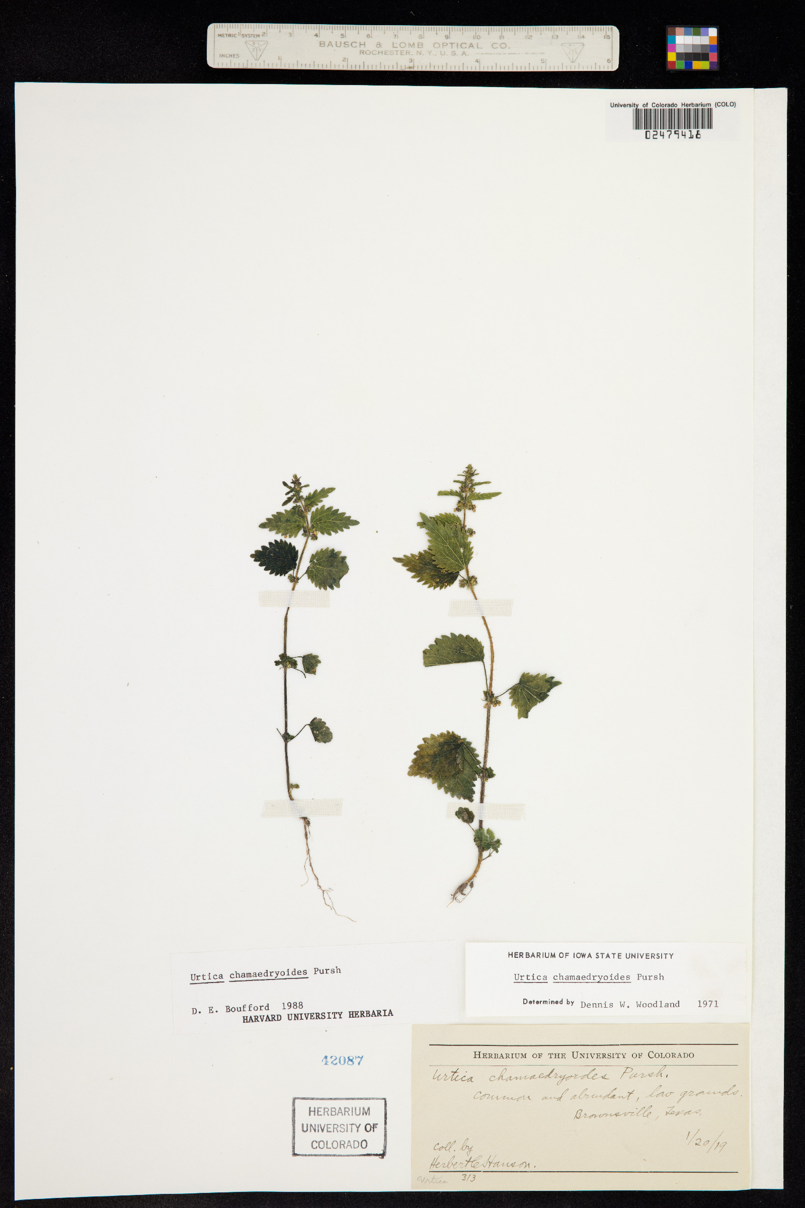 Urtica chamaedryoides image