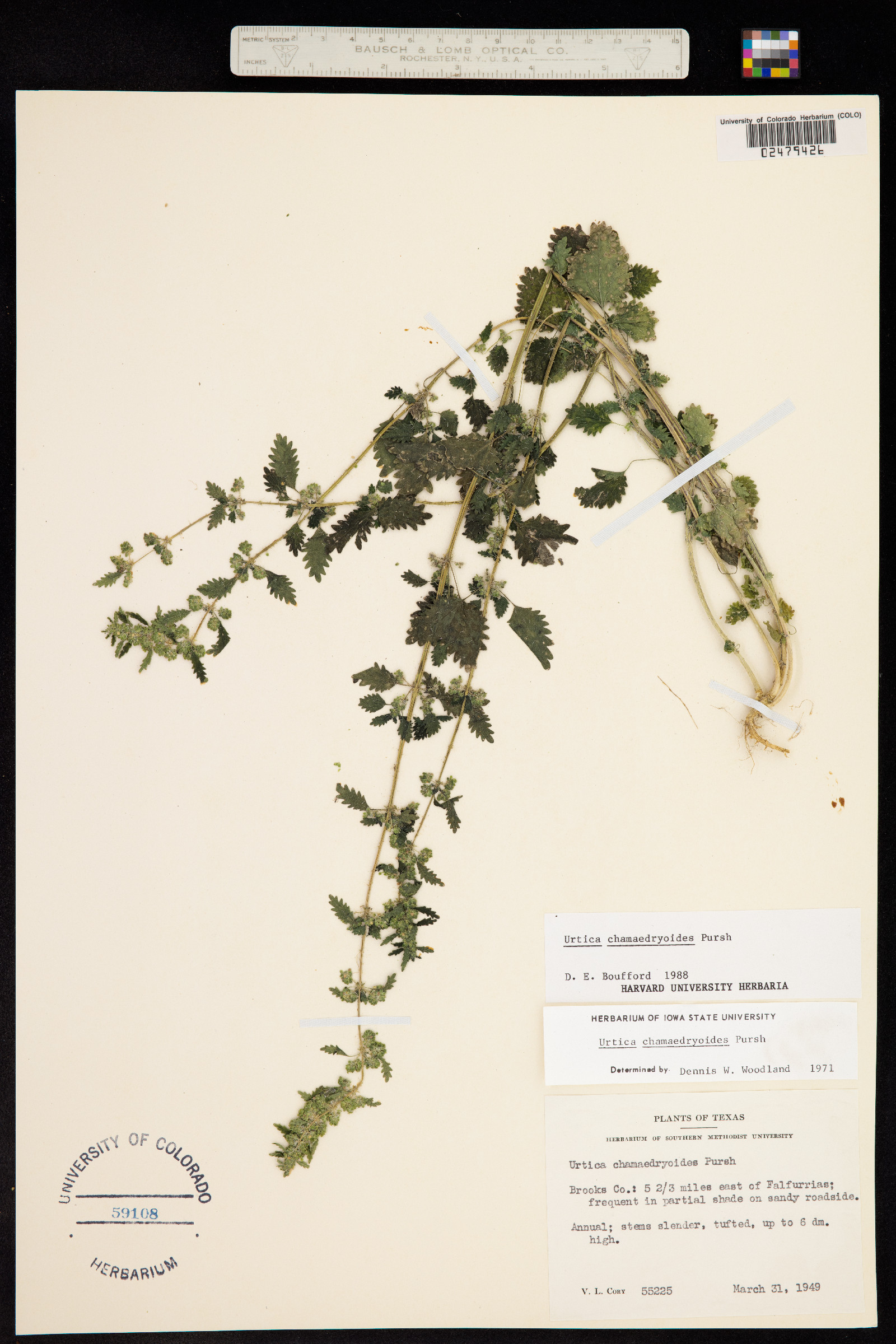Urtica chamaedryoides image