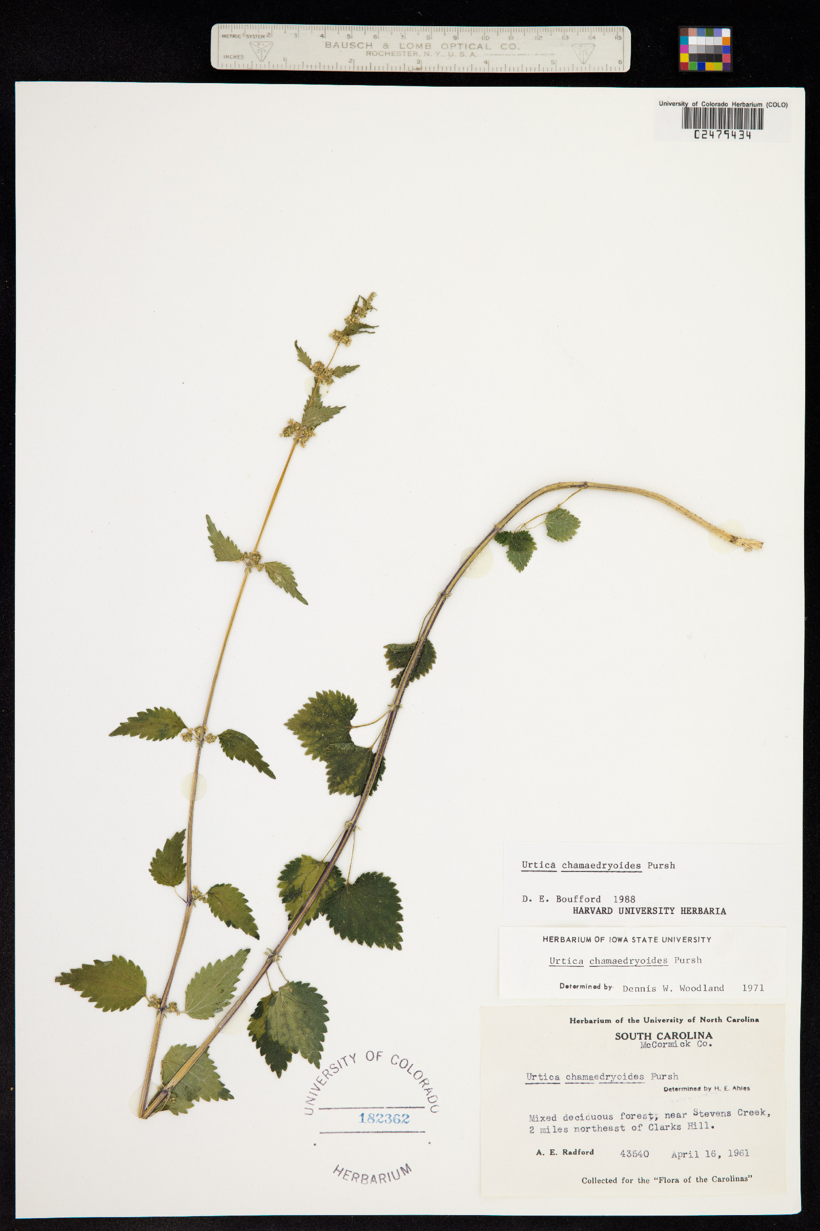 Urtica chamaedryoides image