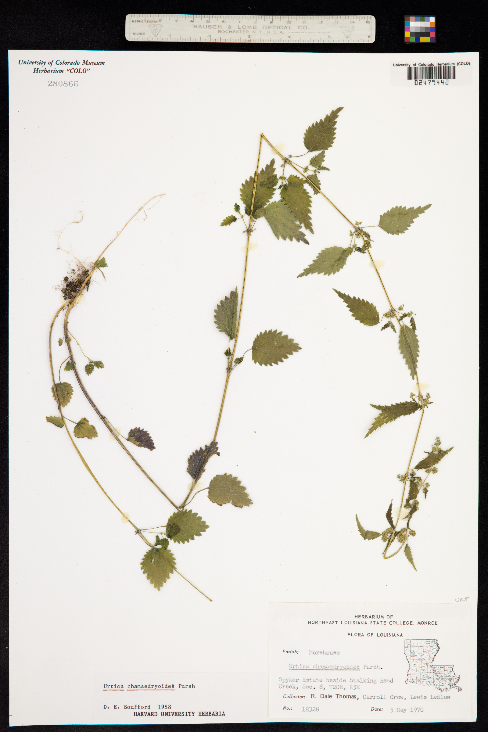 Urticaceae image