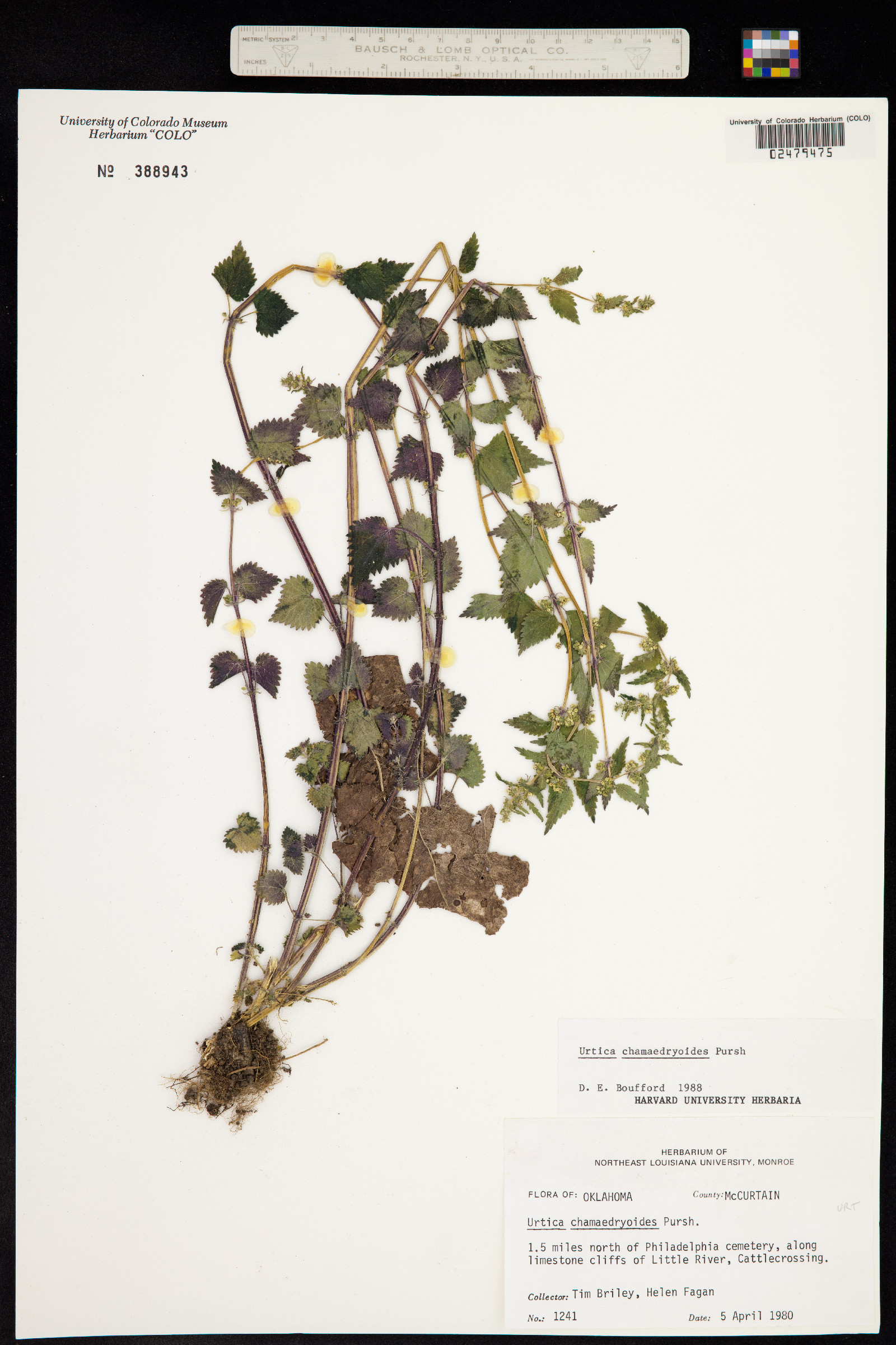 Urtica chamaedryoides image