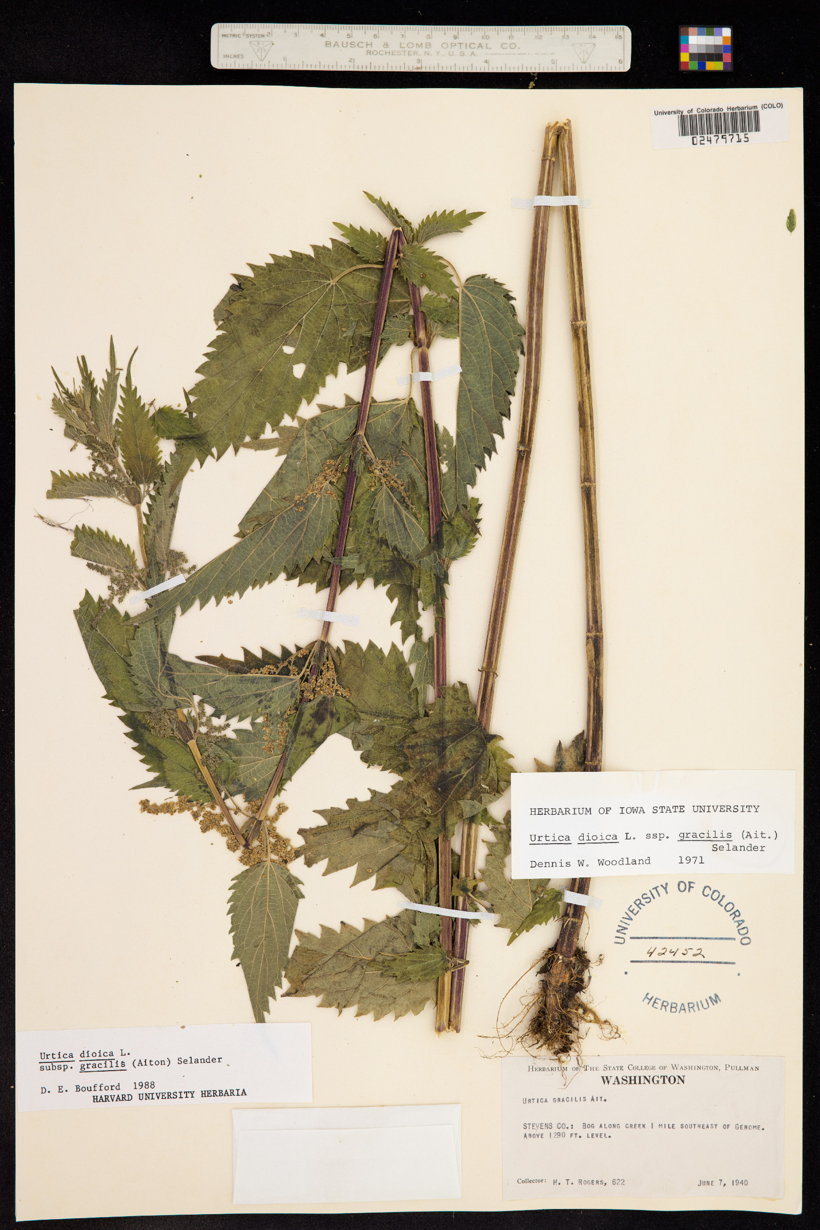 Urtica dioica image