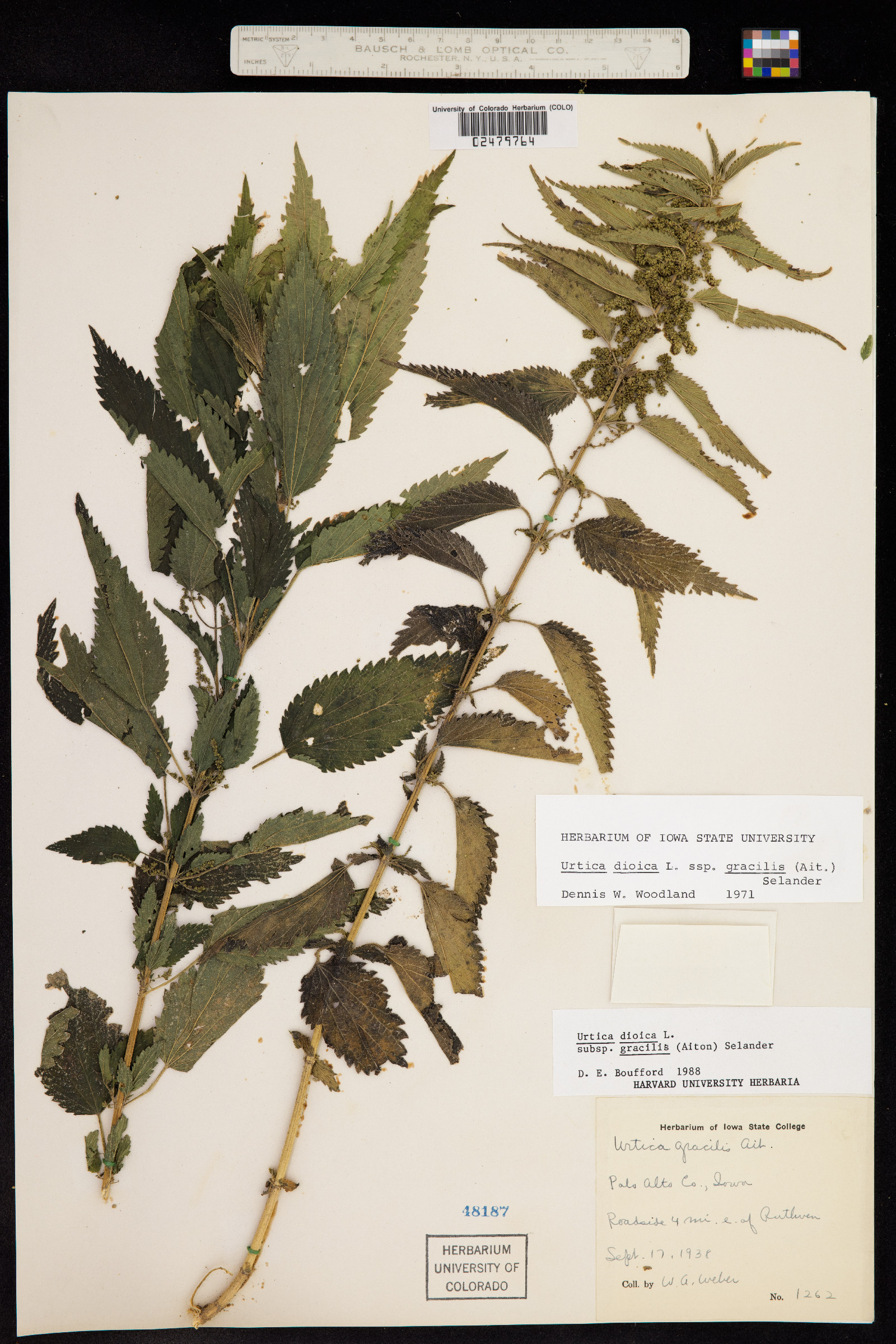 Urticaceae image