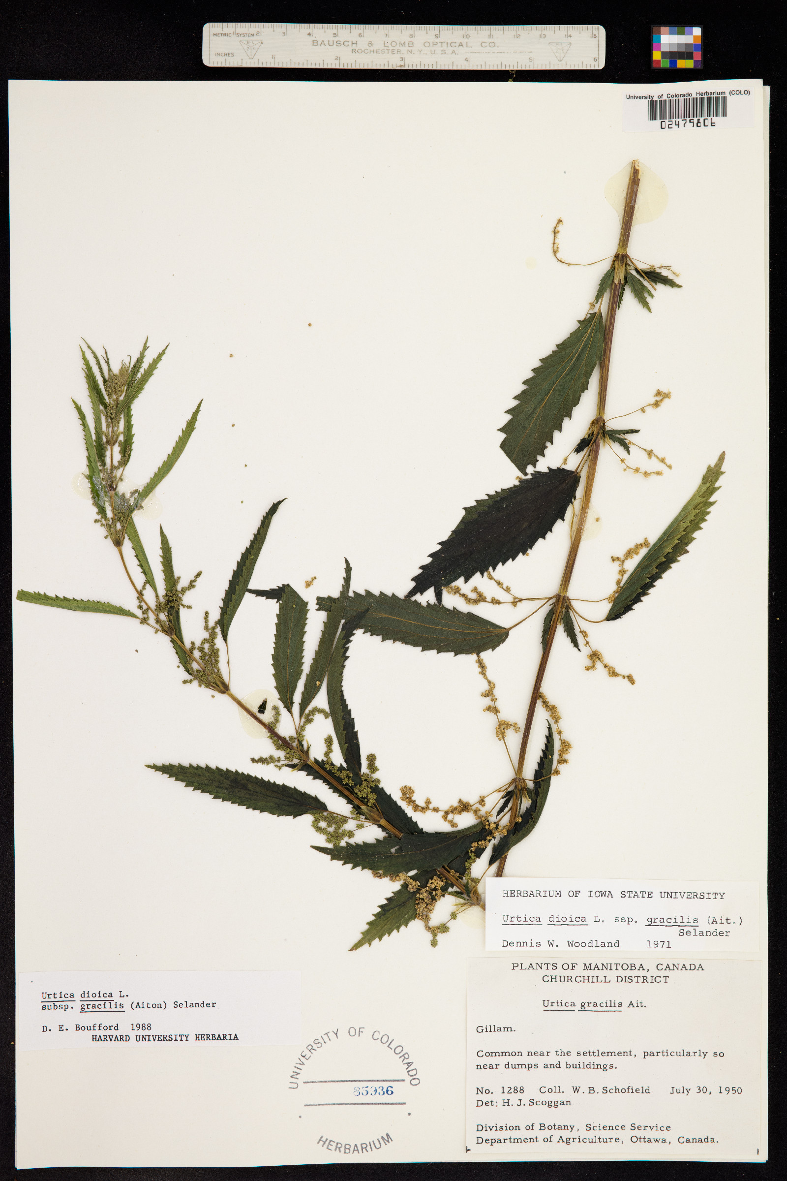 Urticaceae image