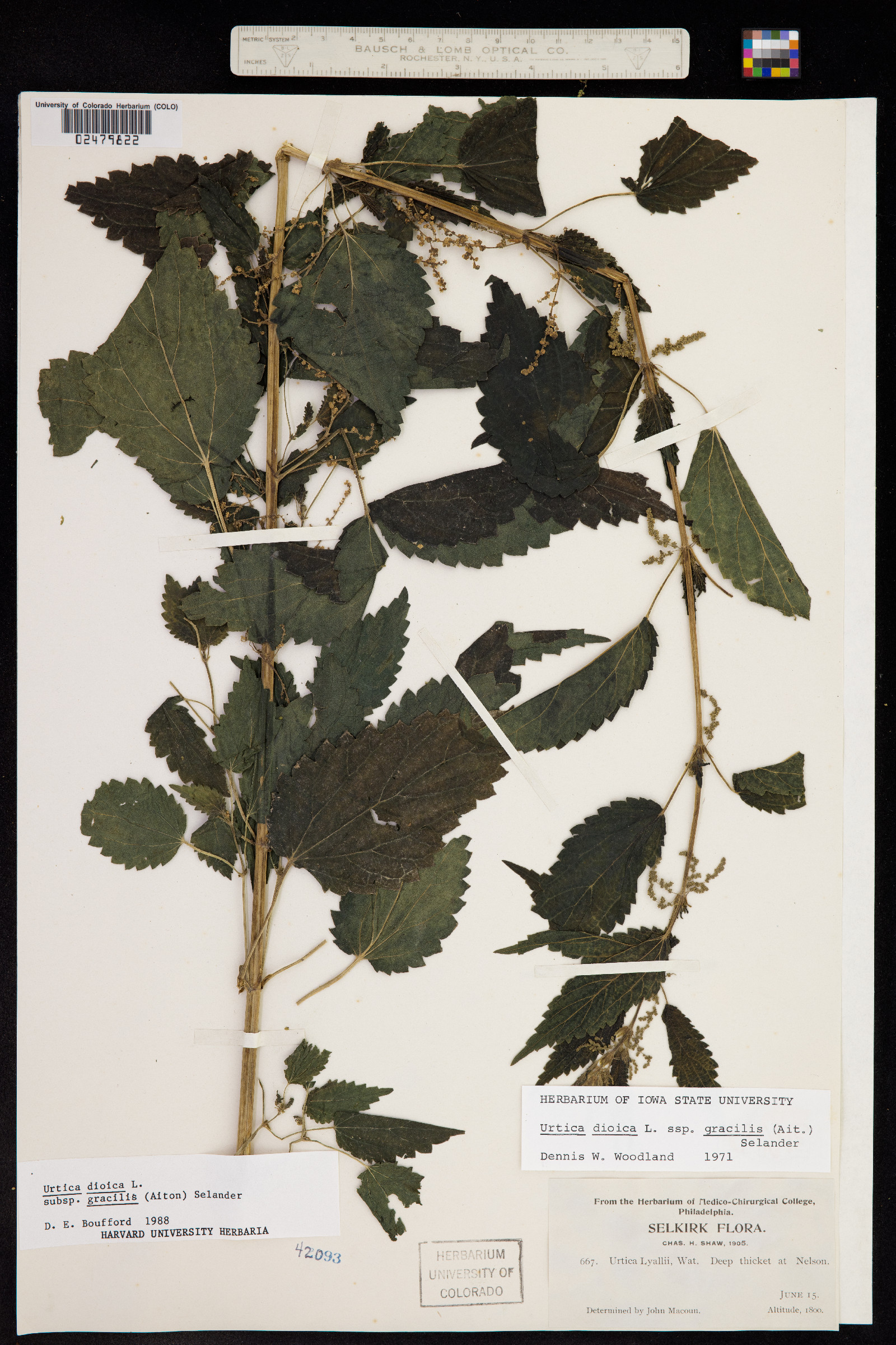 Urtica dioica ssp. gracilis image