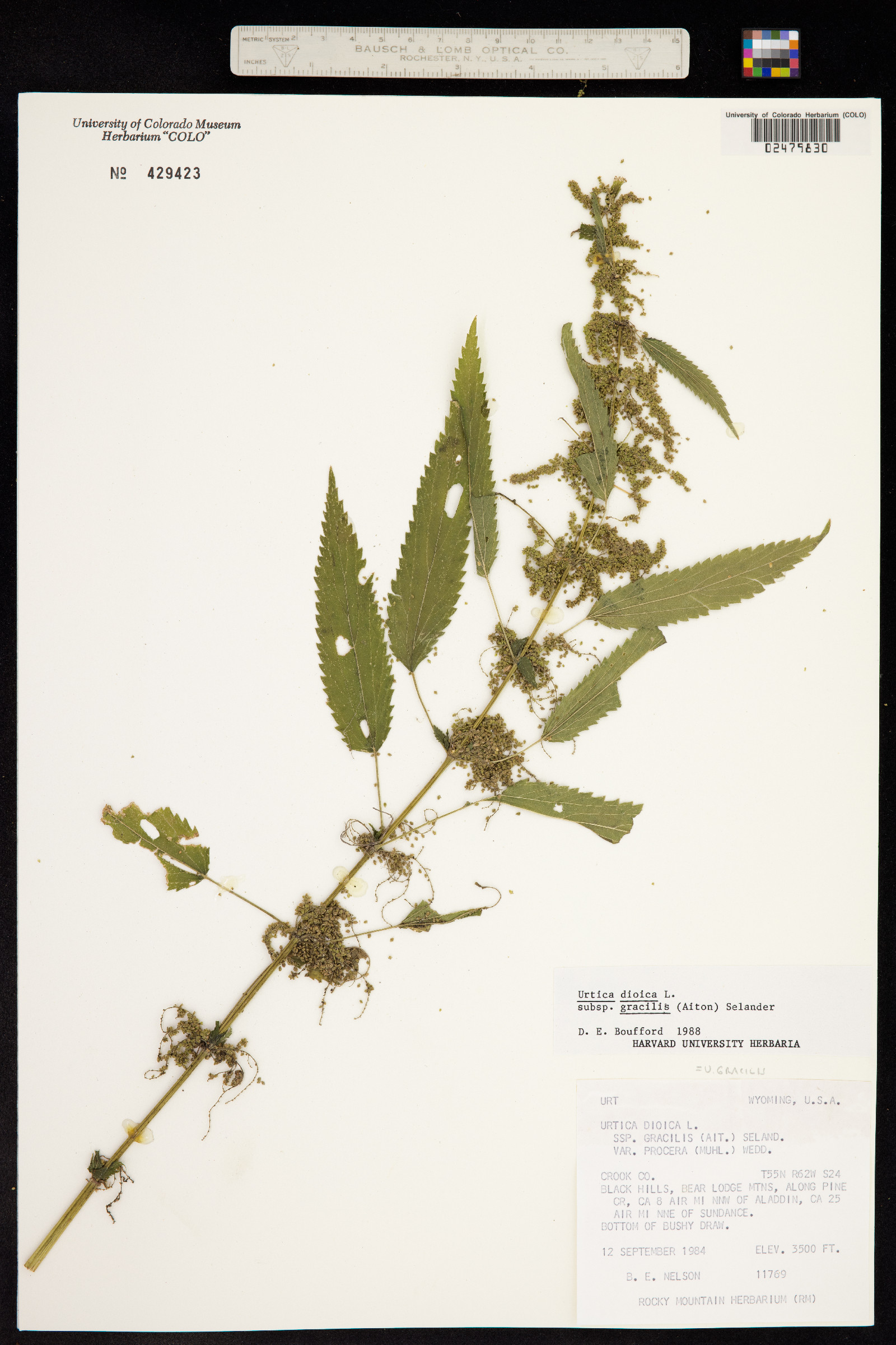 Urtica dioica image