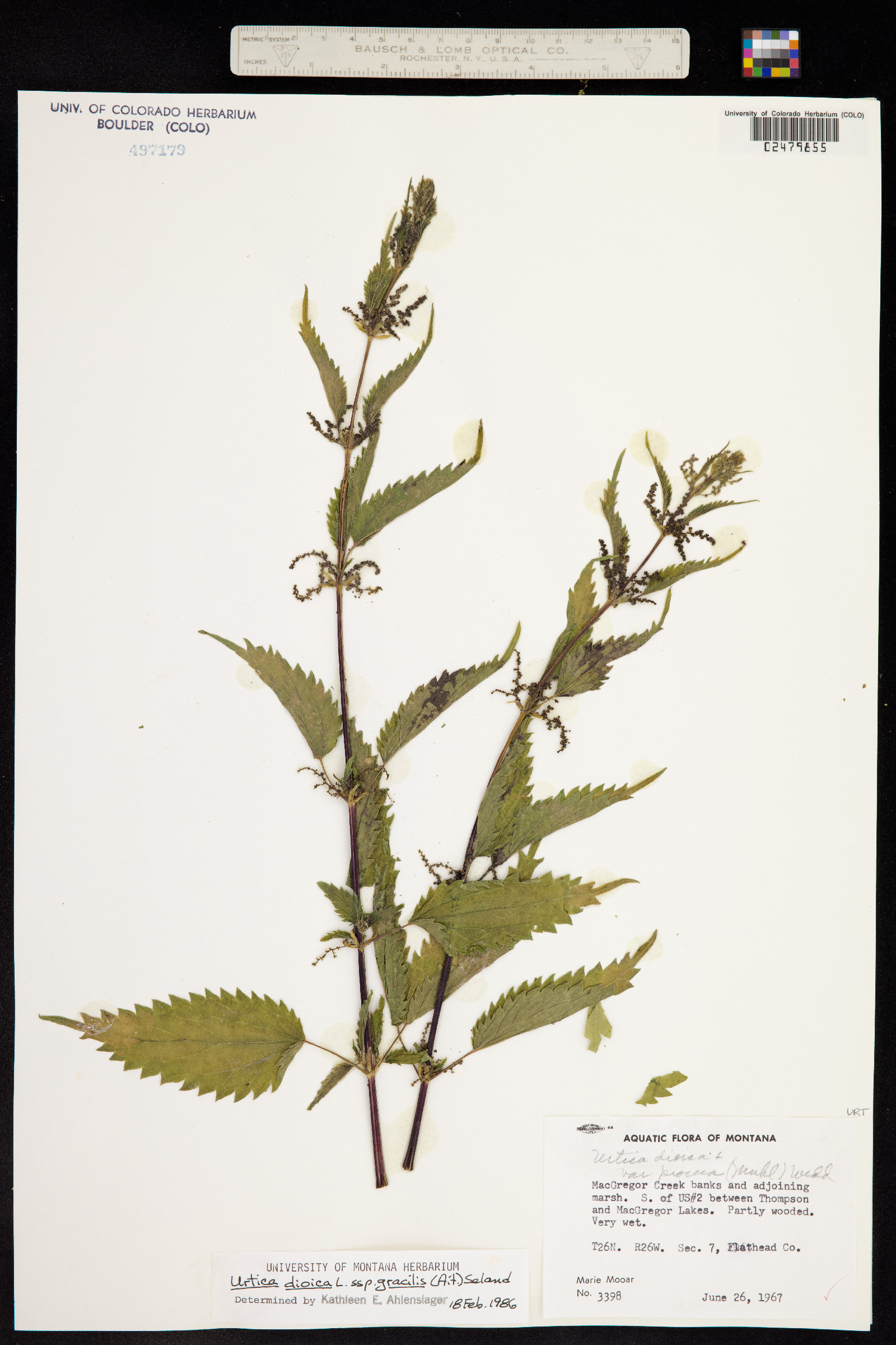 Urtica dioica ssp. gracilis image