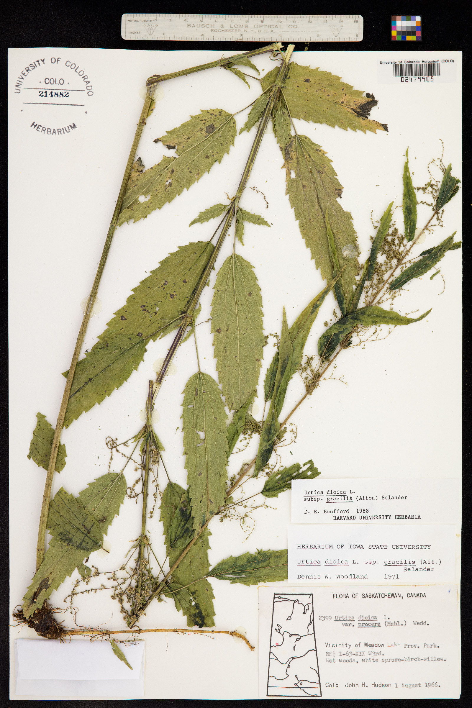 Urtica dioica image