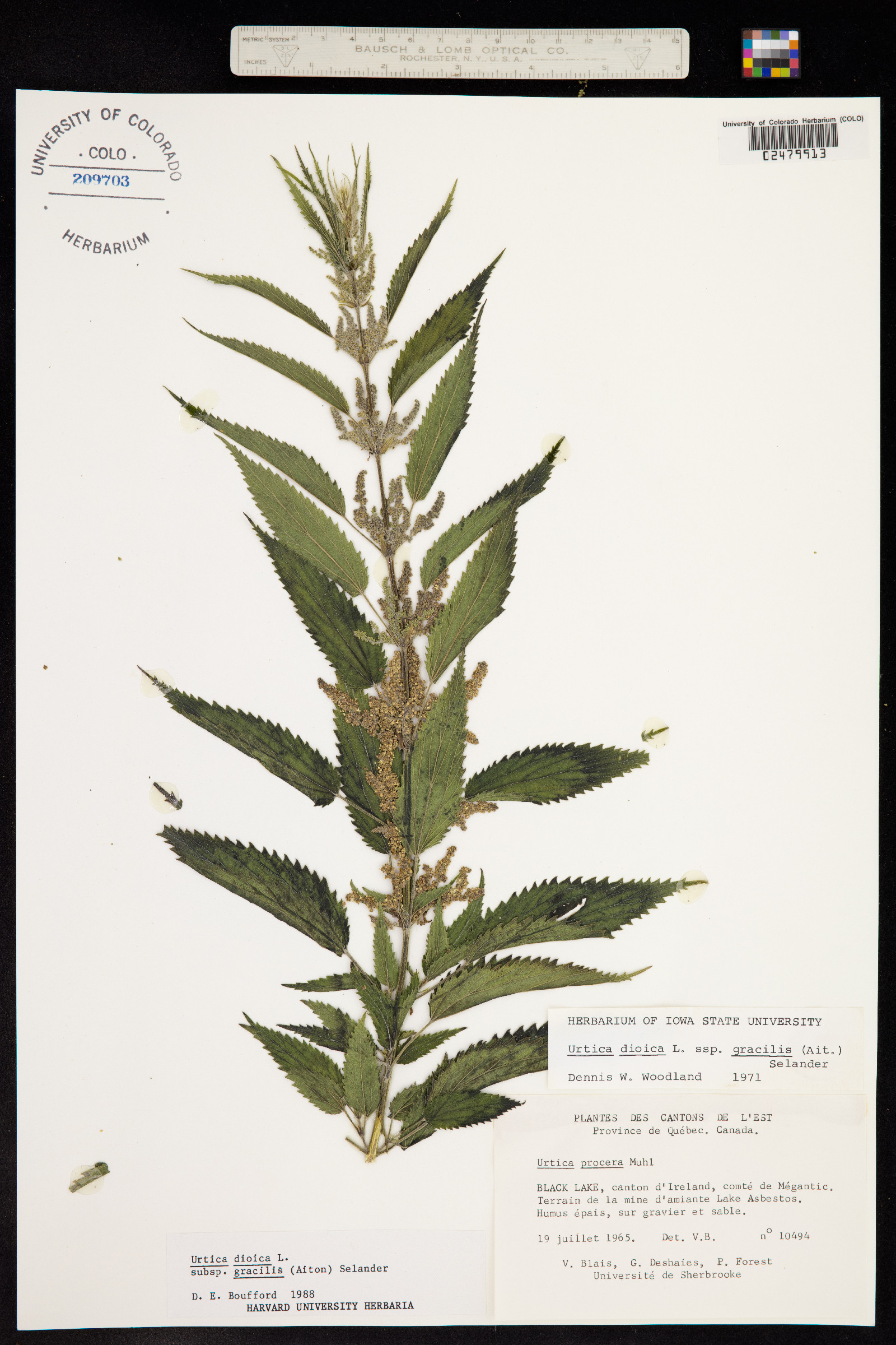 Urtica dioica ssp. gracilis image