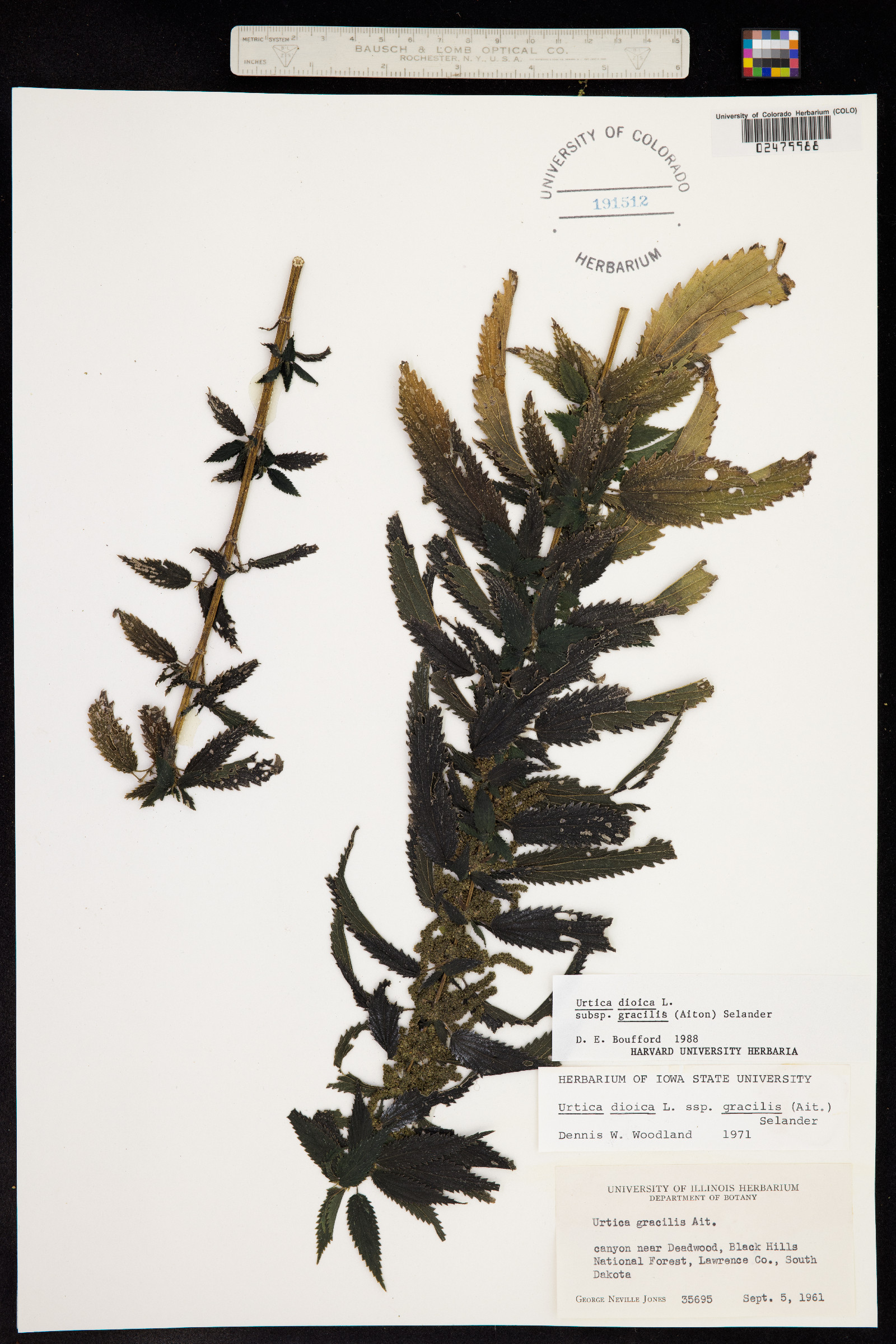 Urtica dioica image