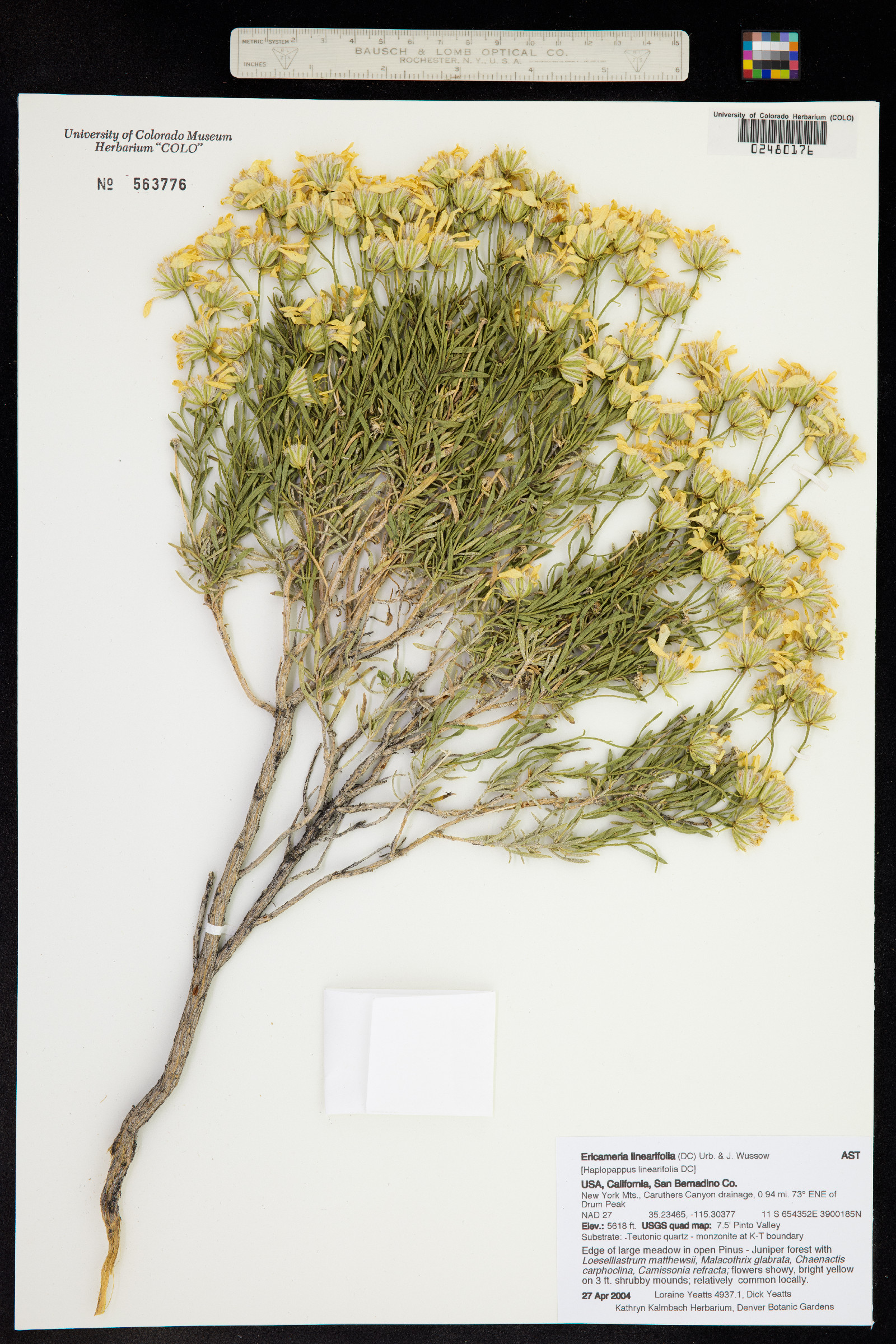 Ericameria linearifolia image