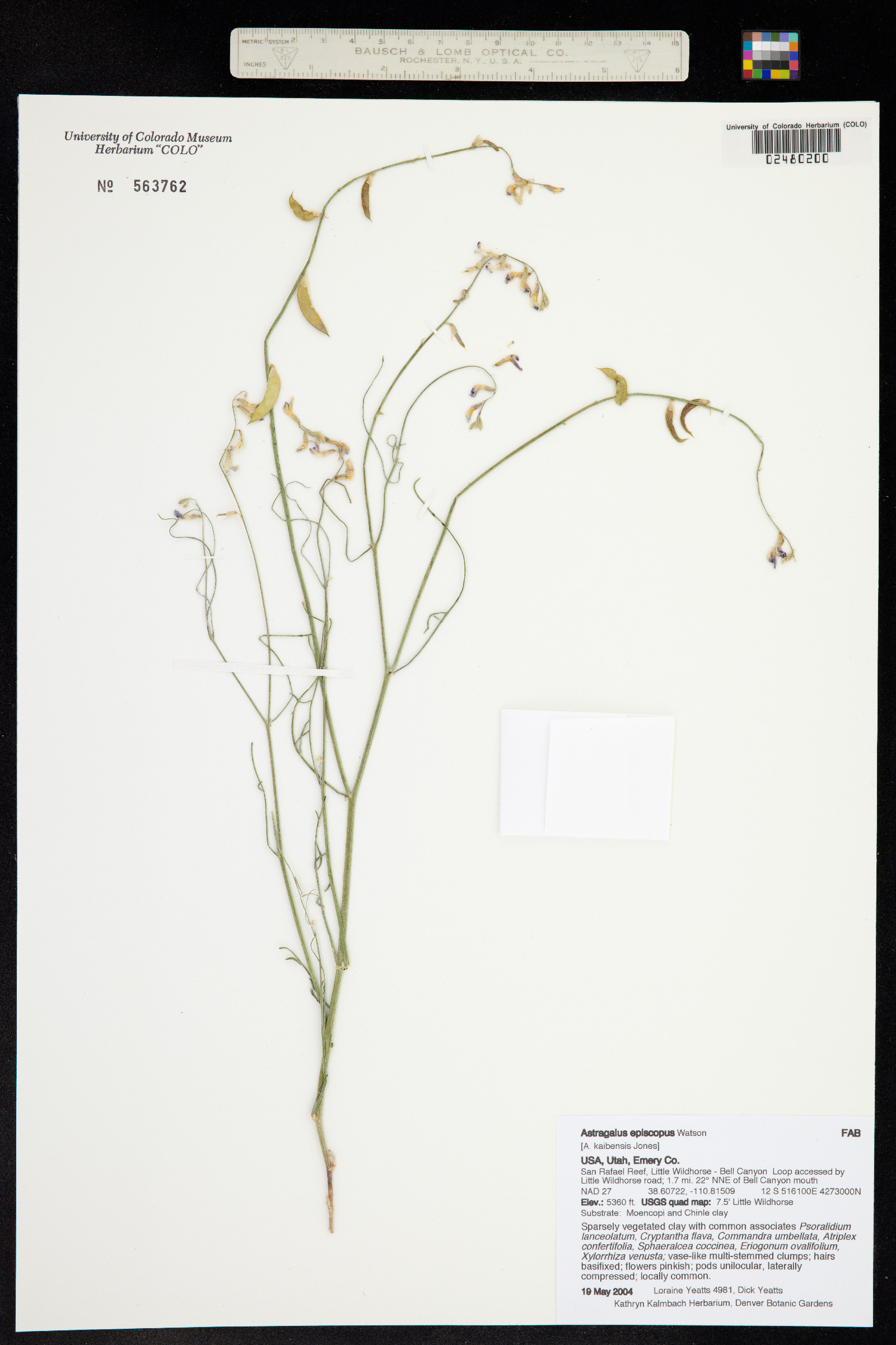 Astragalus episcopus image