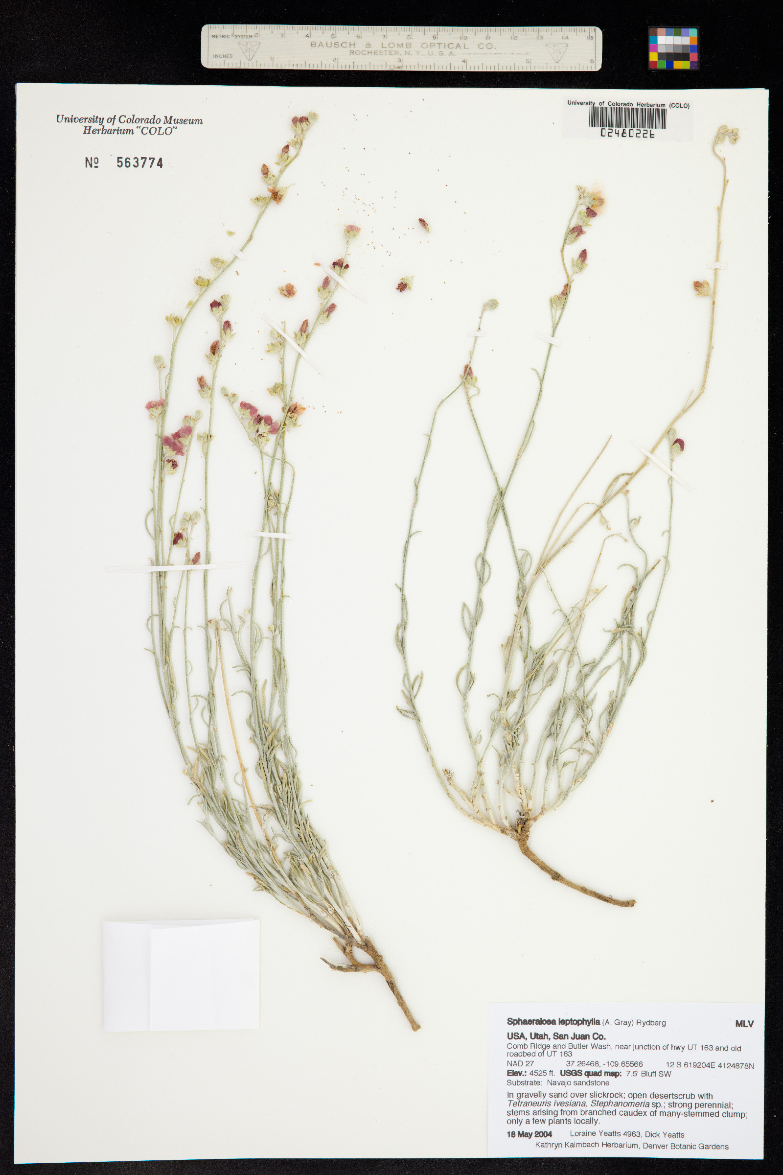 Sphaeralcea leptophylla image