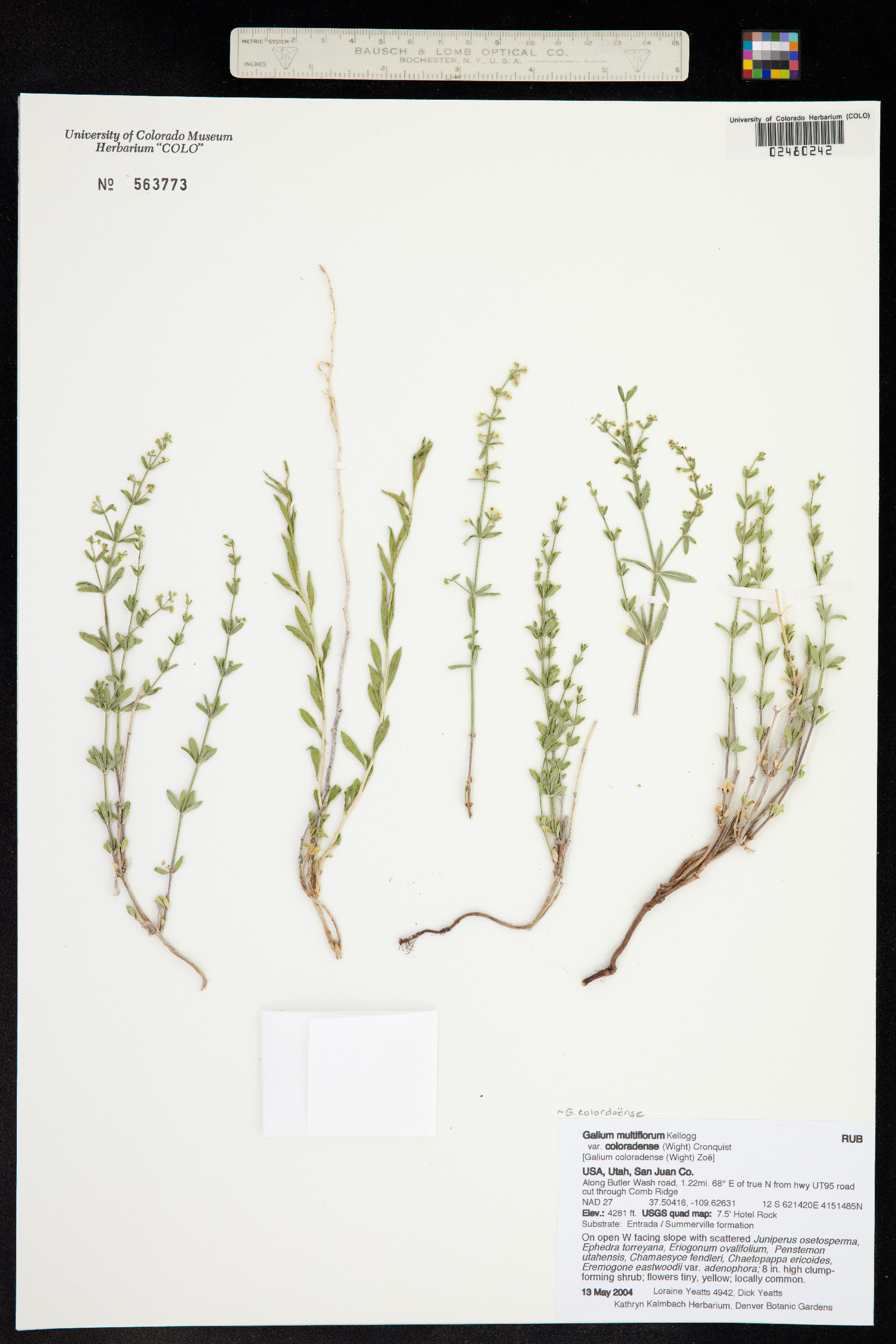 Galium coloradoense image