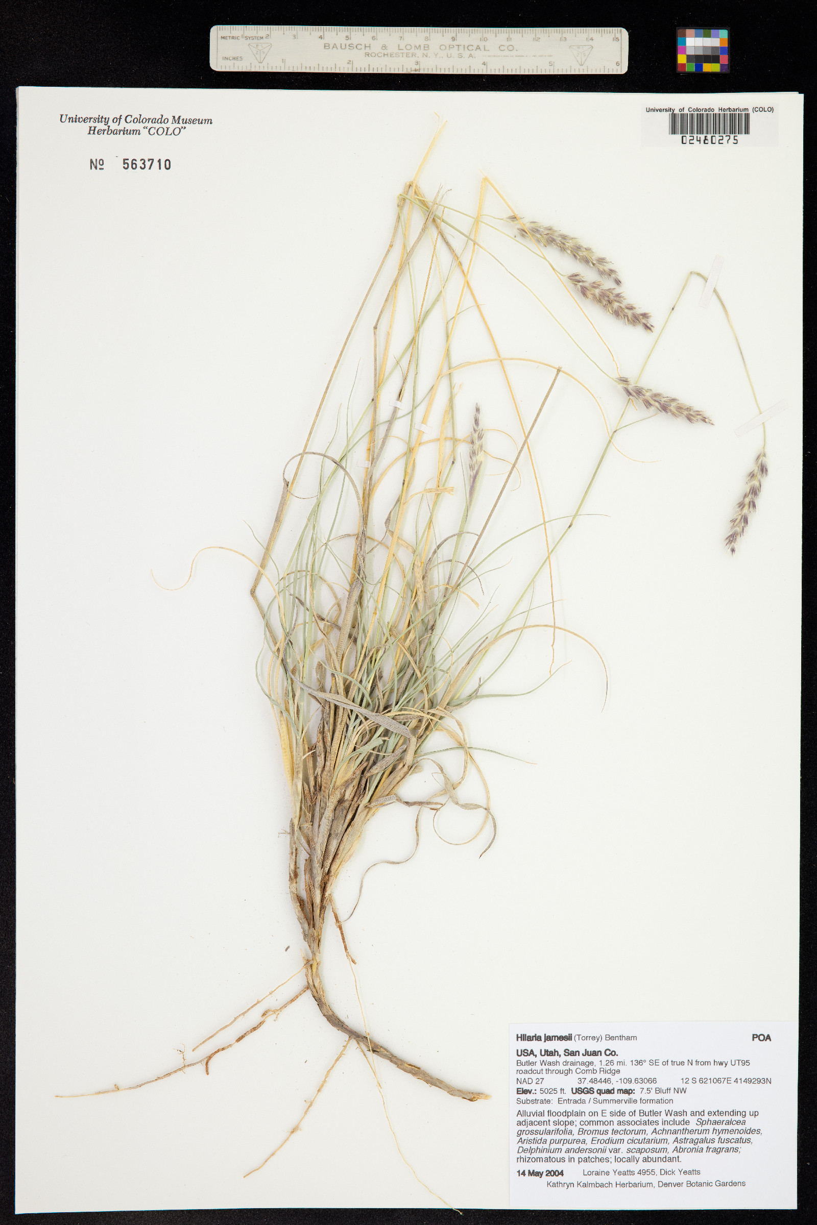 Hilaria jamesii image