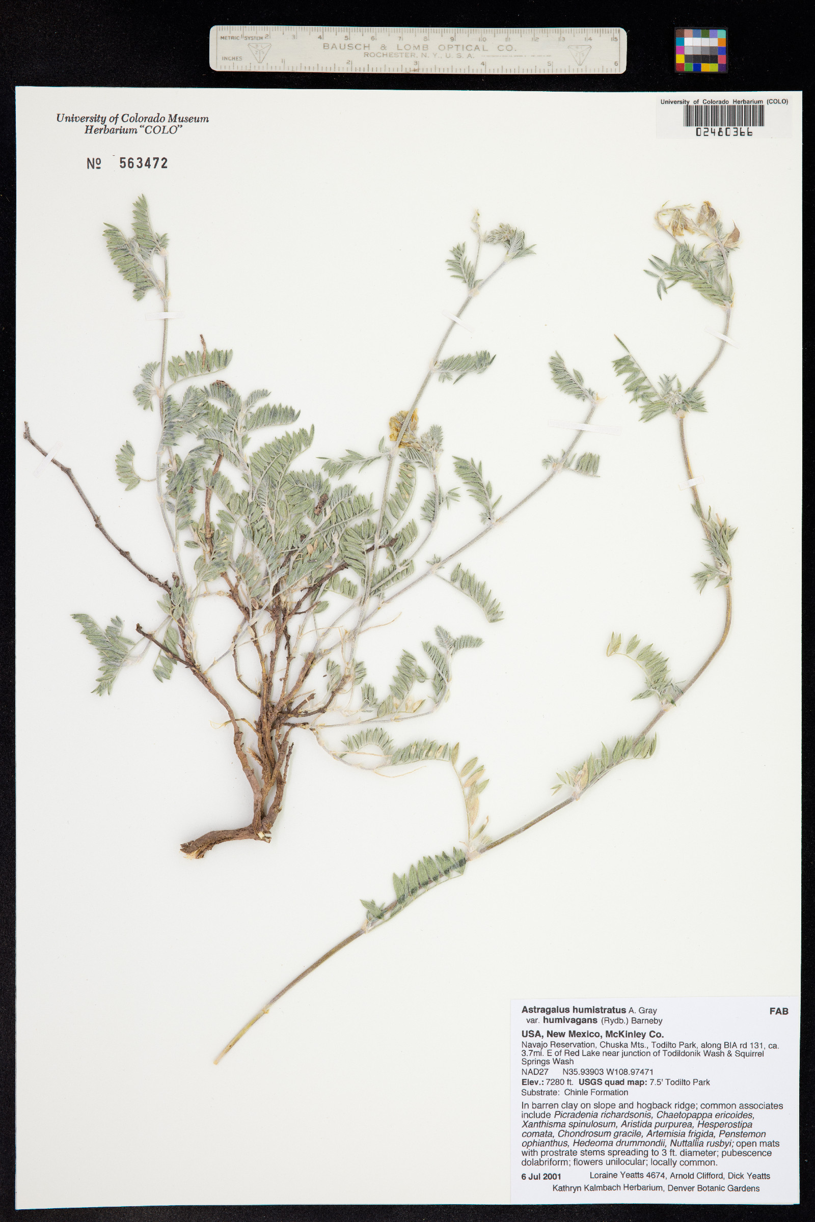 Astragalus humistratus image