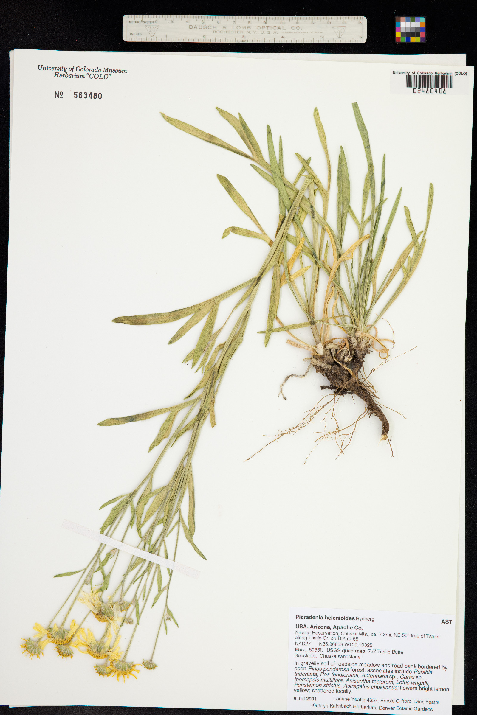 Picradenia helenioides image