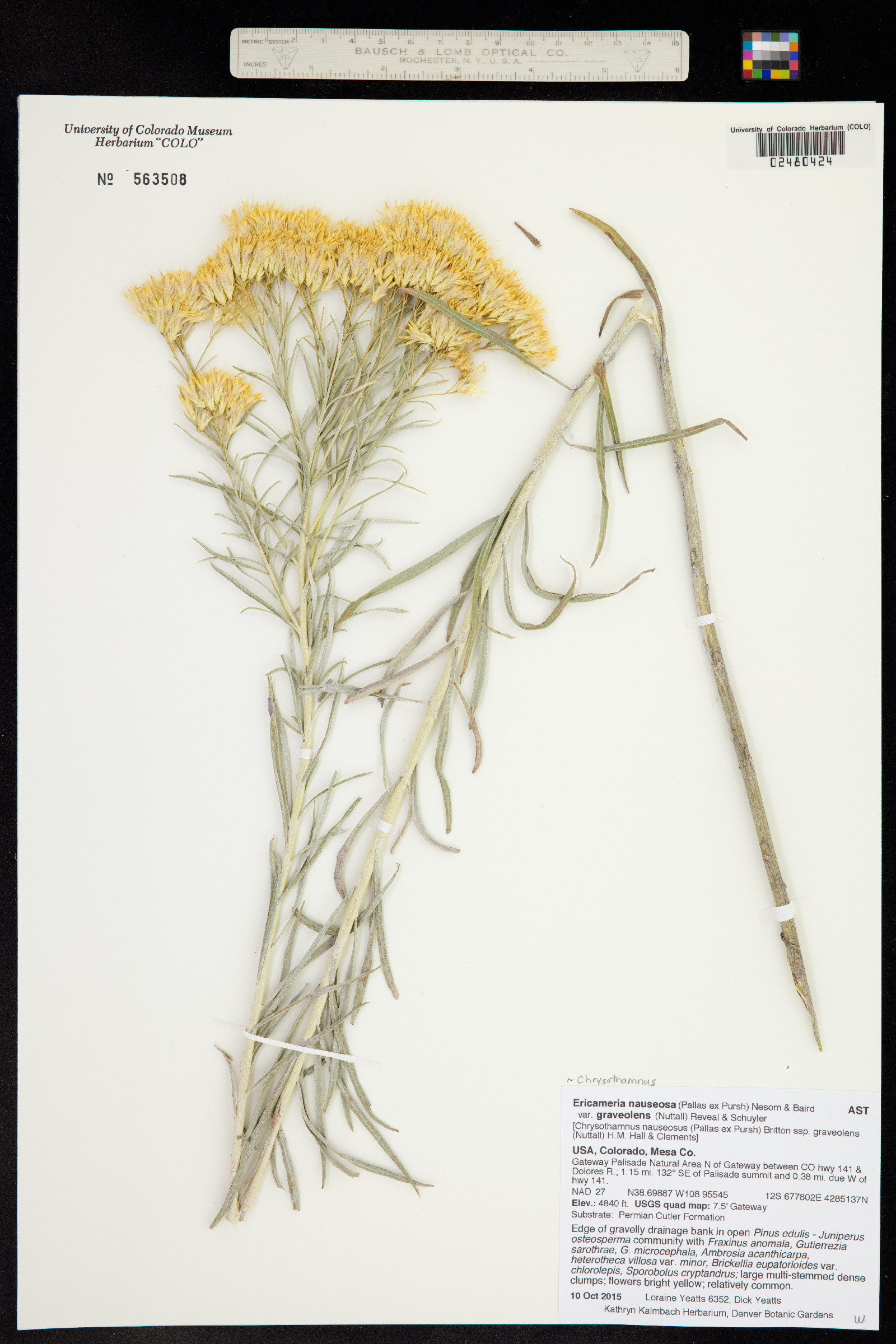 Chrysothamnus nauseosus image