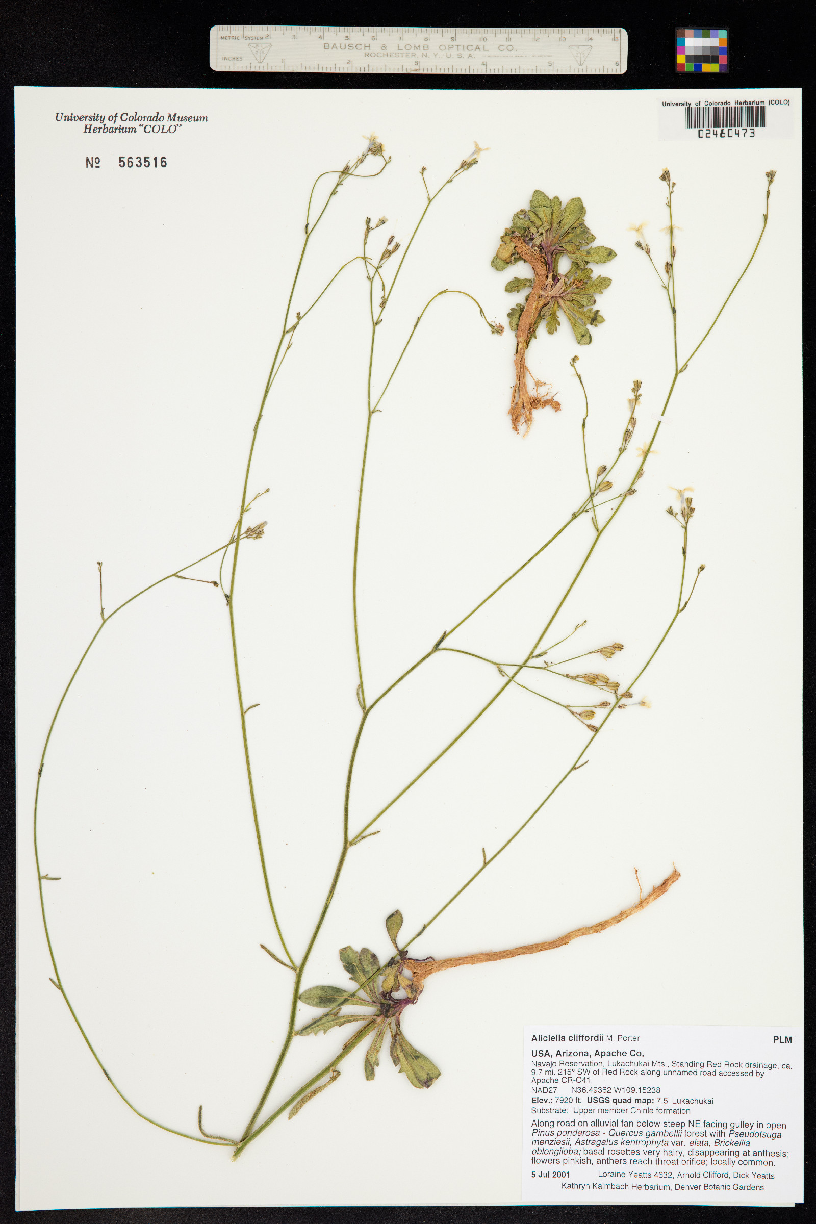 Aliciella cliffordii image