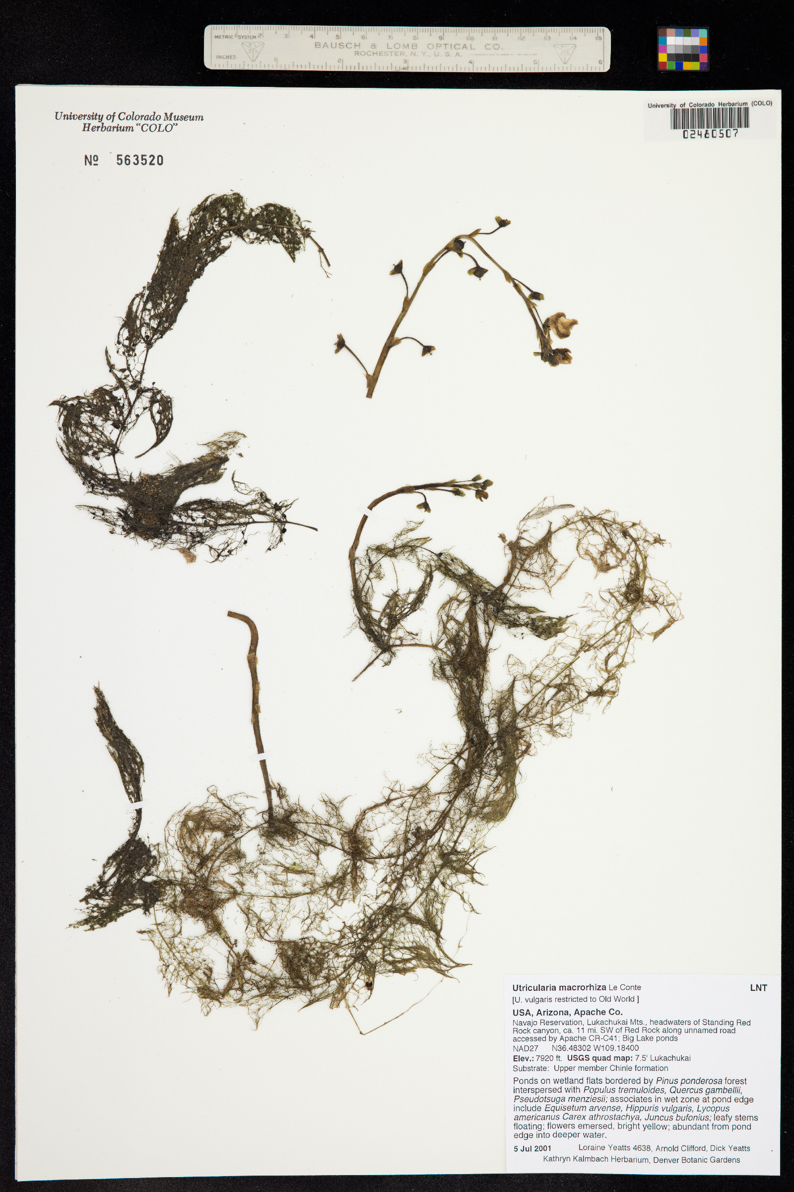 Lentibulariaceae image