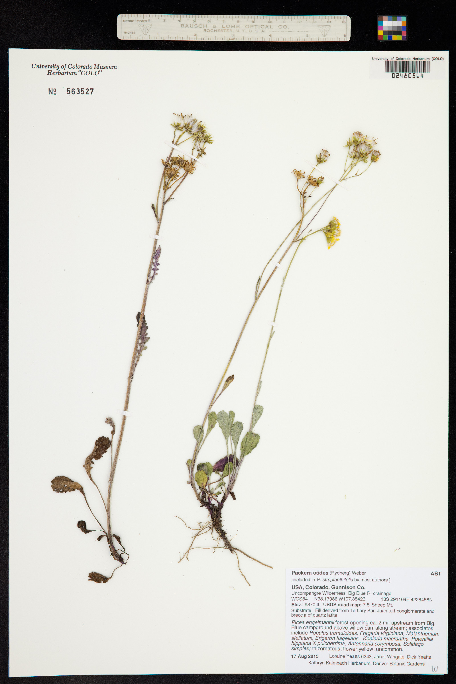 Packera streptanthifolia image