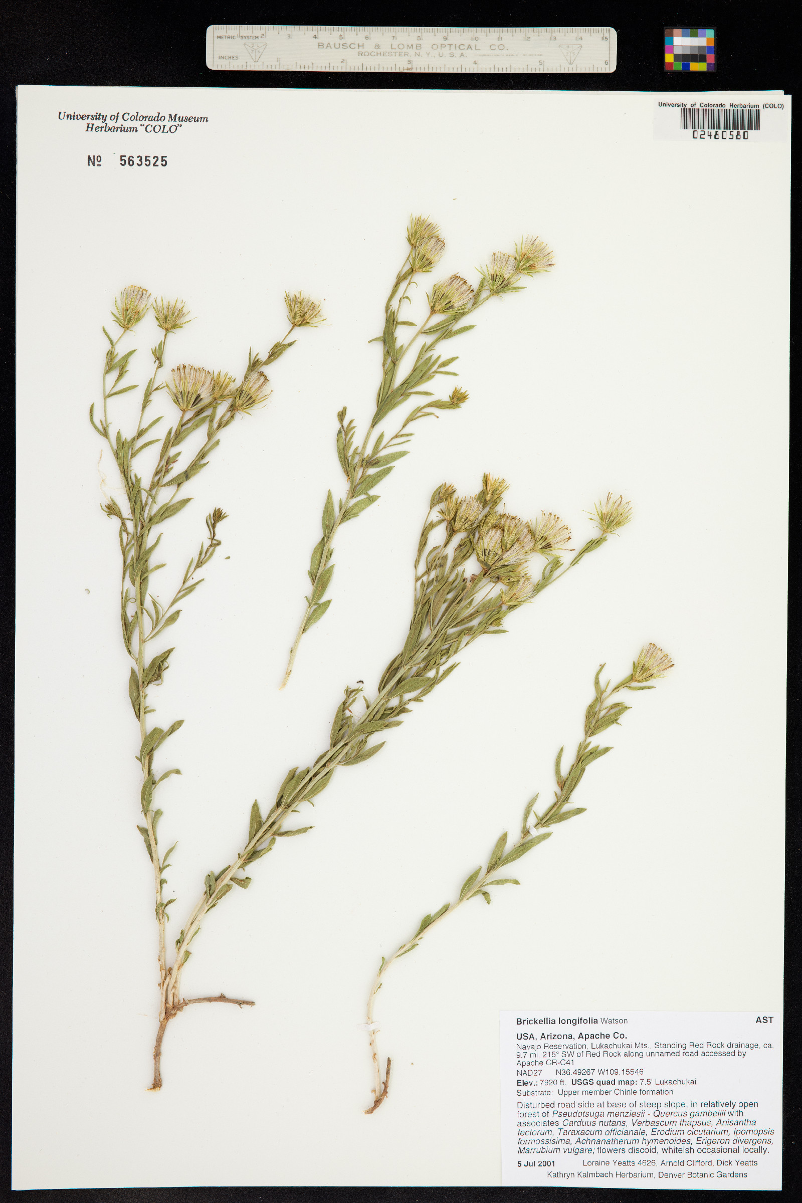 Brickellia longifolia image