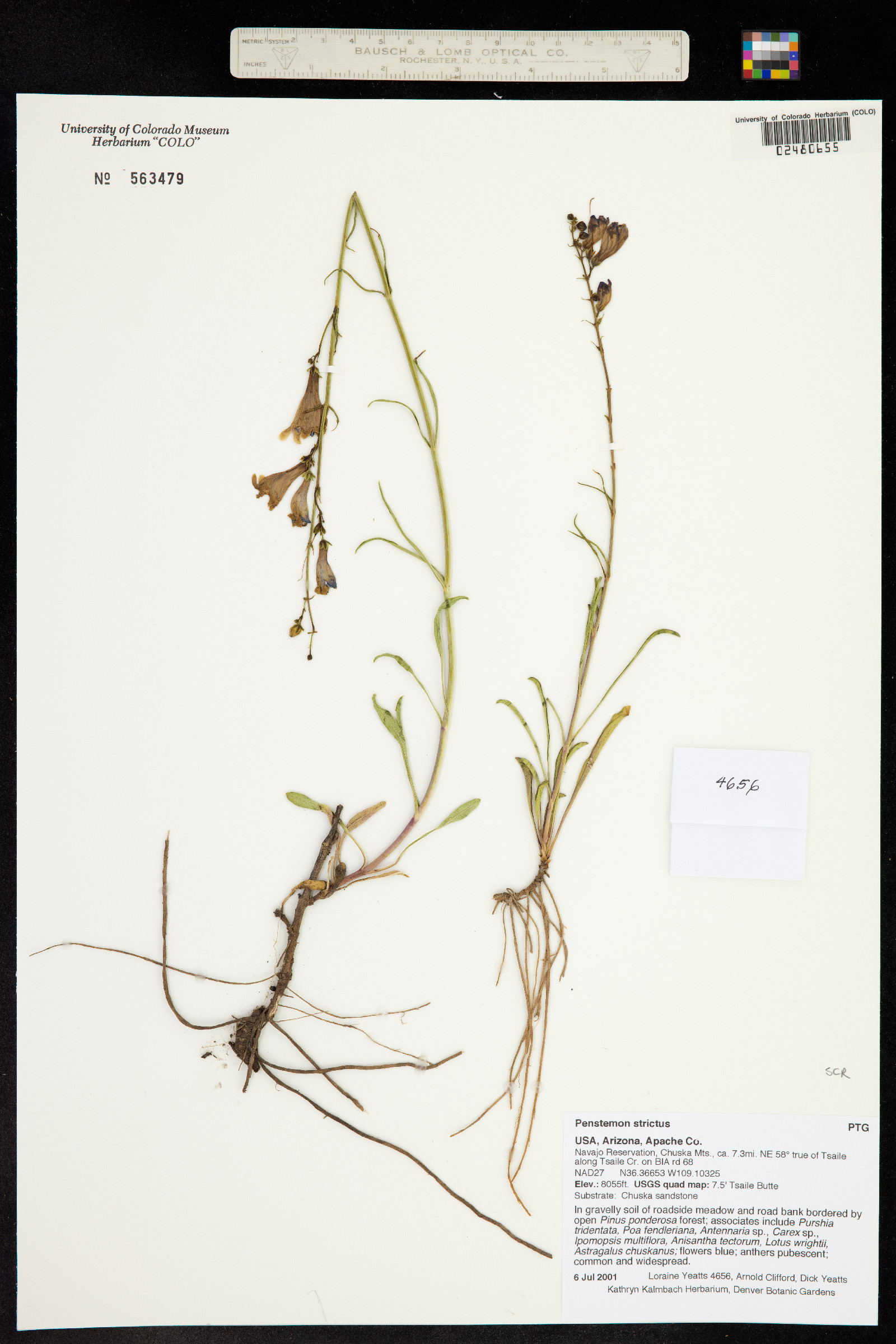 Penstemon strictus image