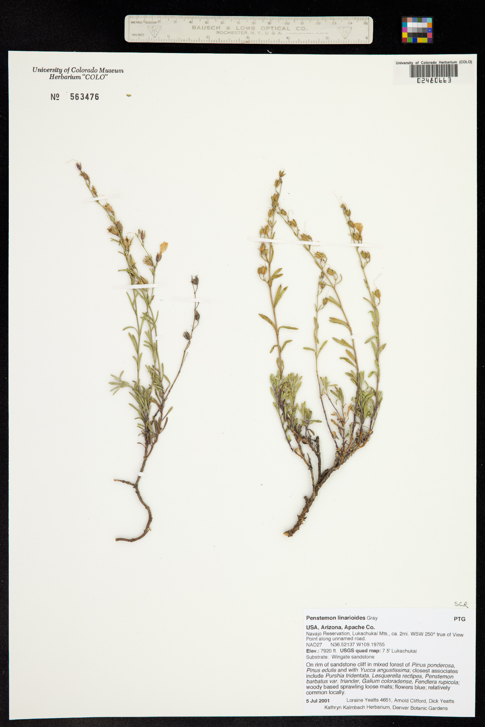 Penstemon linarioides image