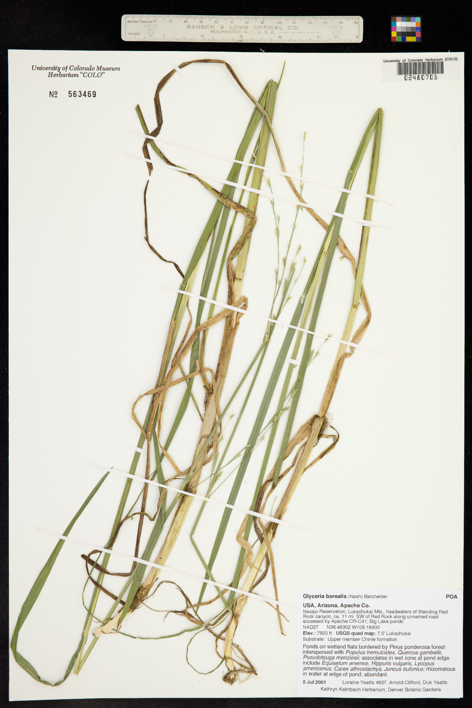 Glyceria borealis image