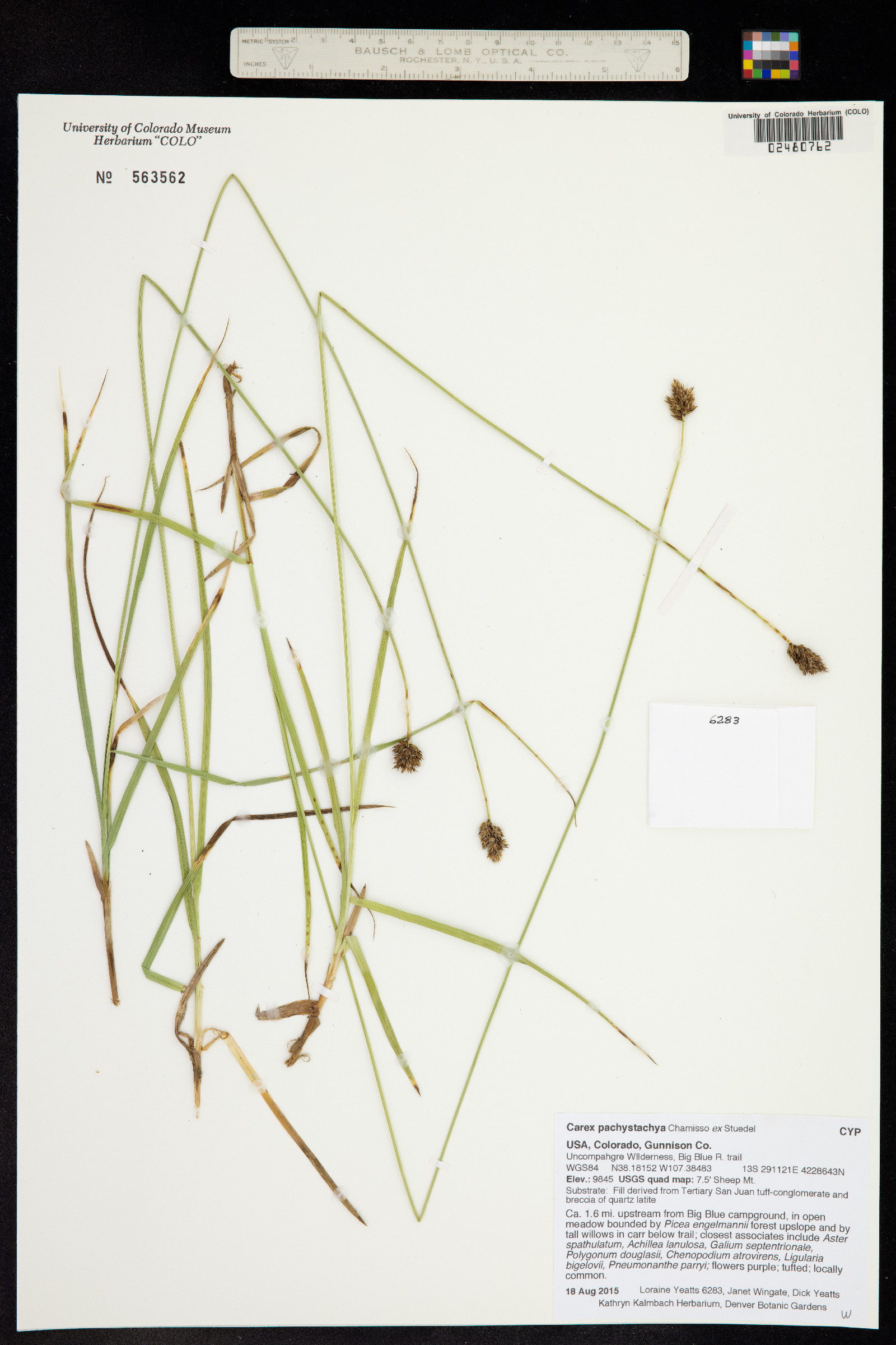 Carex pachystachya image