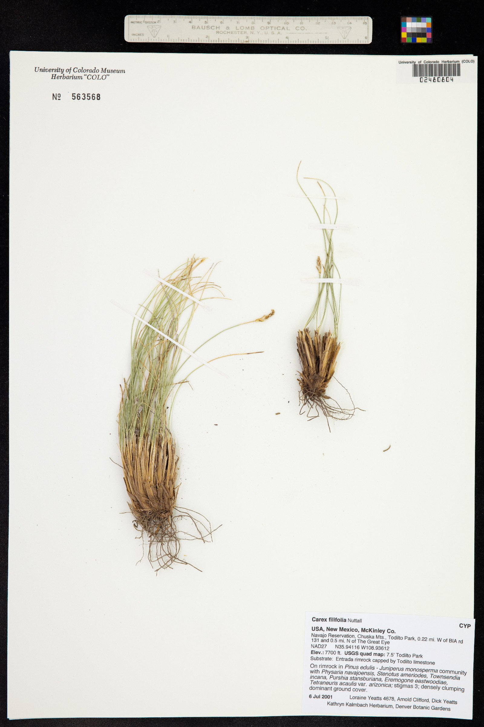 Carex filifolia image