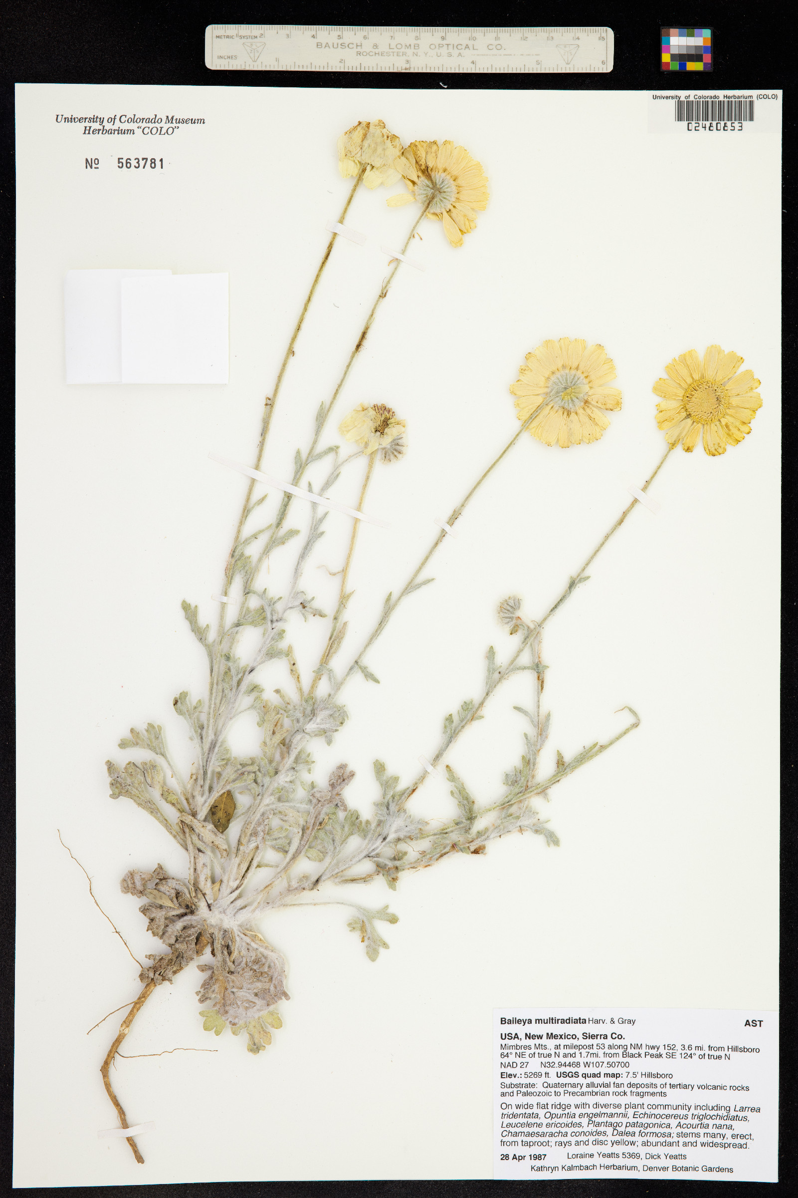 Baileya multiradiata image