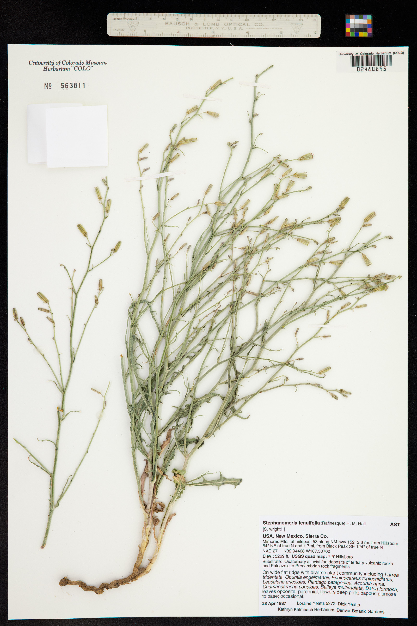 Stephanomeria tenuifolia image