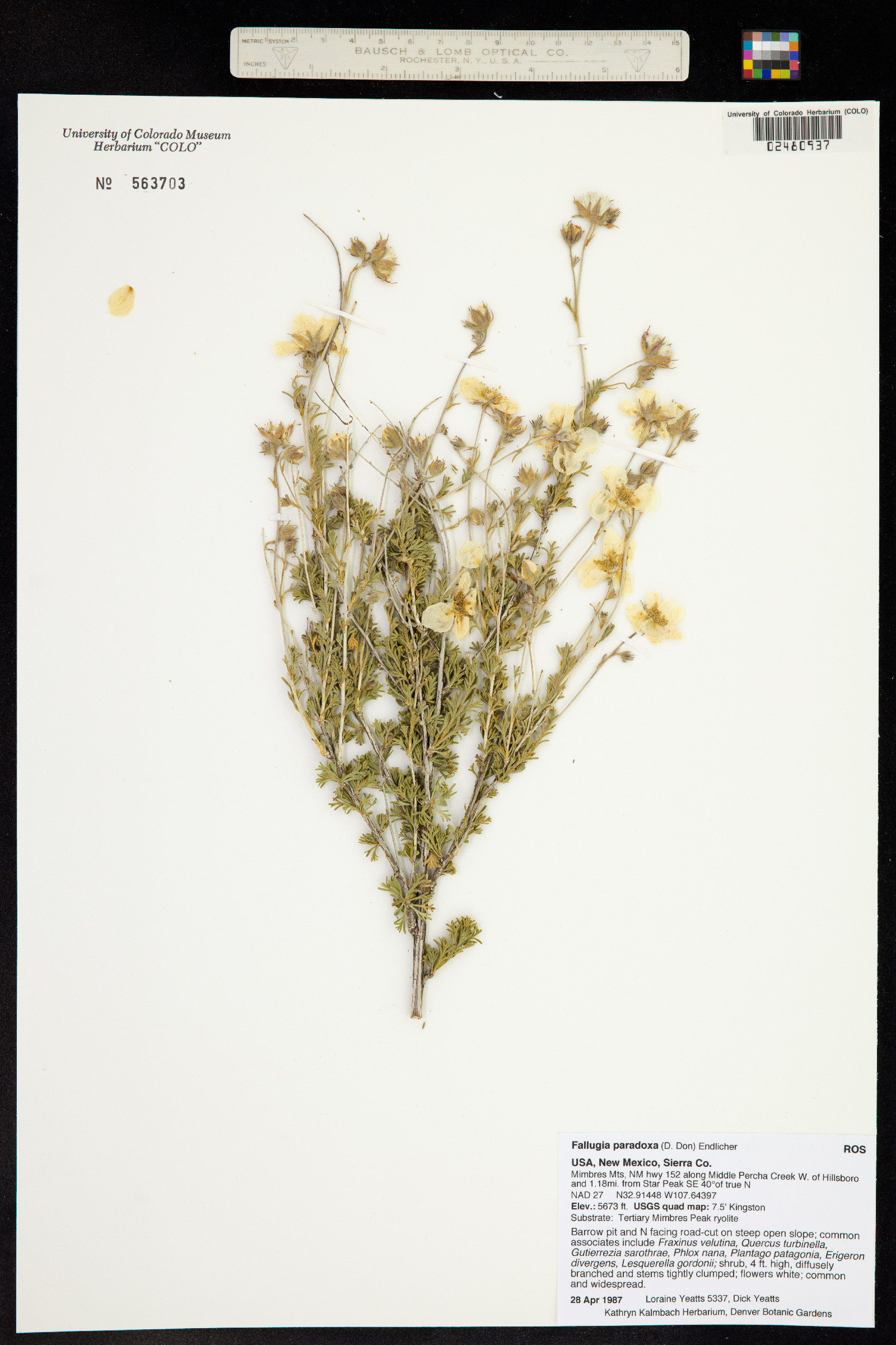 Fallugia paradoxa image