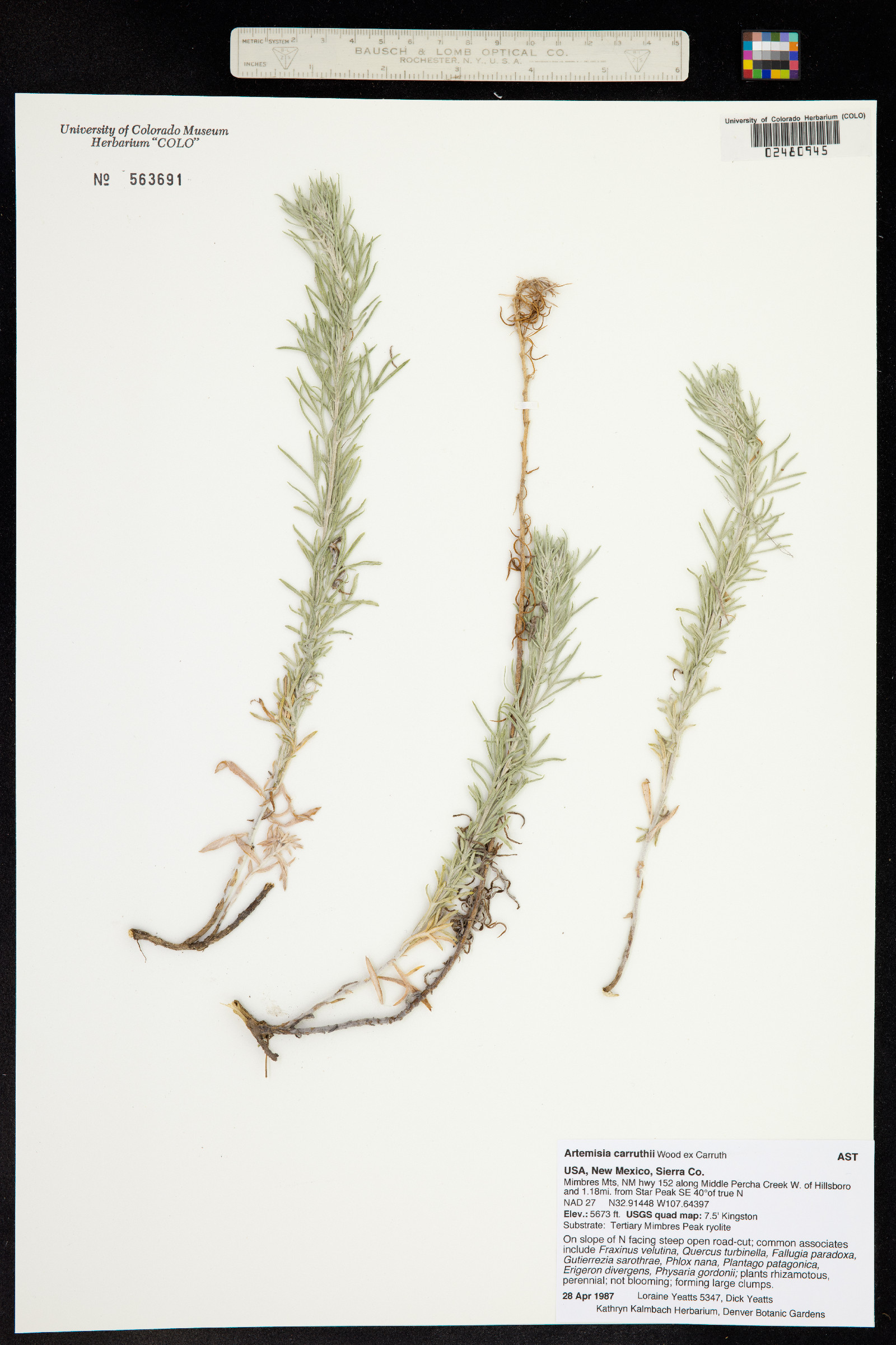 Artemisia carruthii image