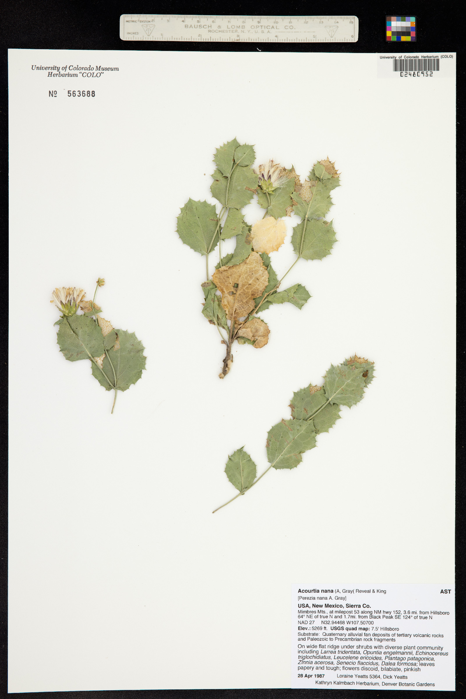 Acourtia nana image