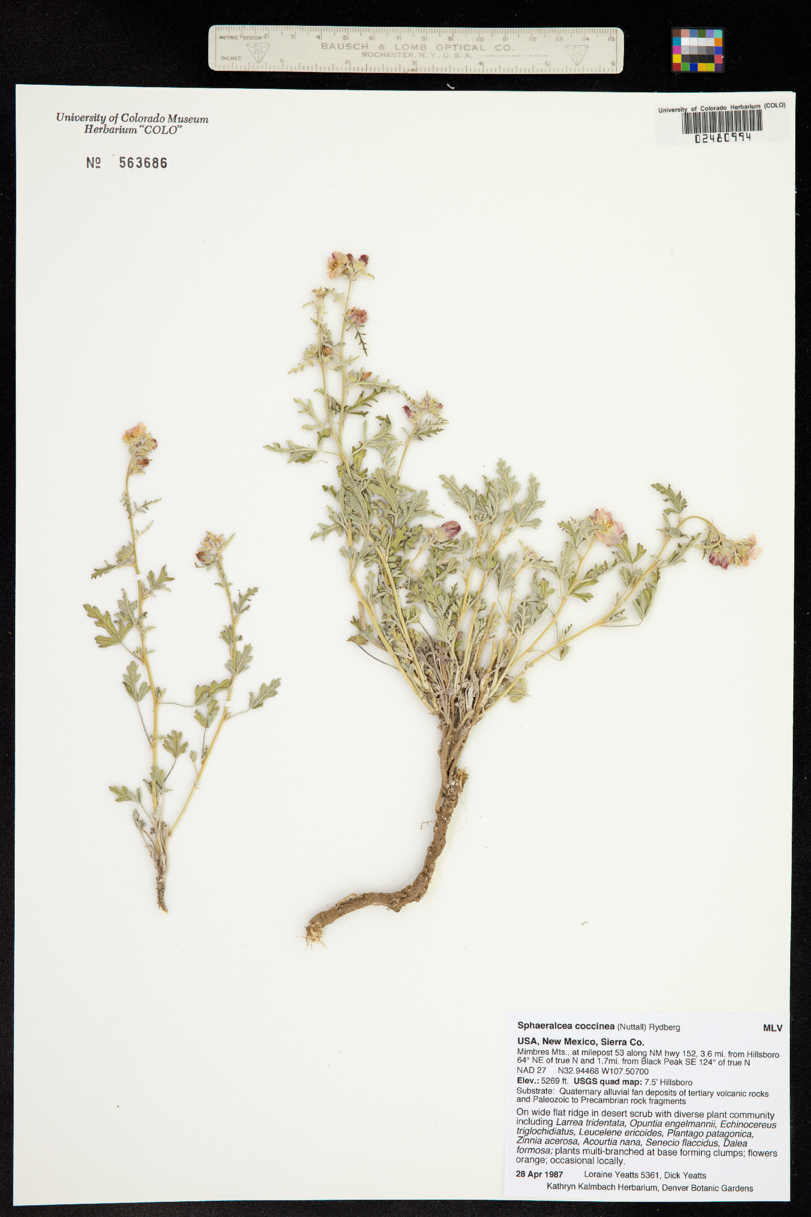 Sphaeralcea coccinea image