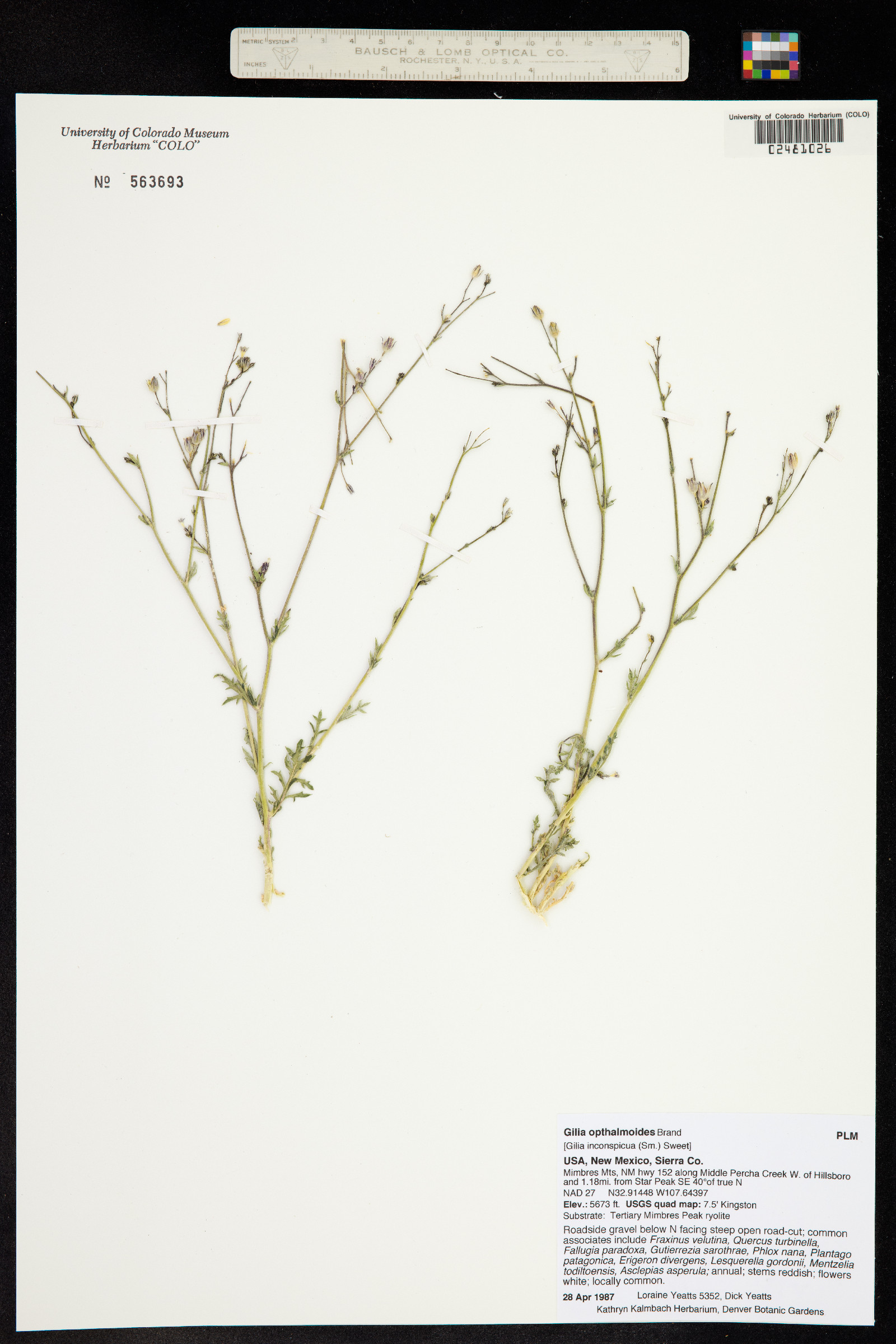 Gilia ophthalmoides image