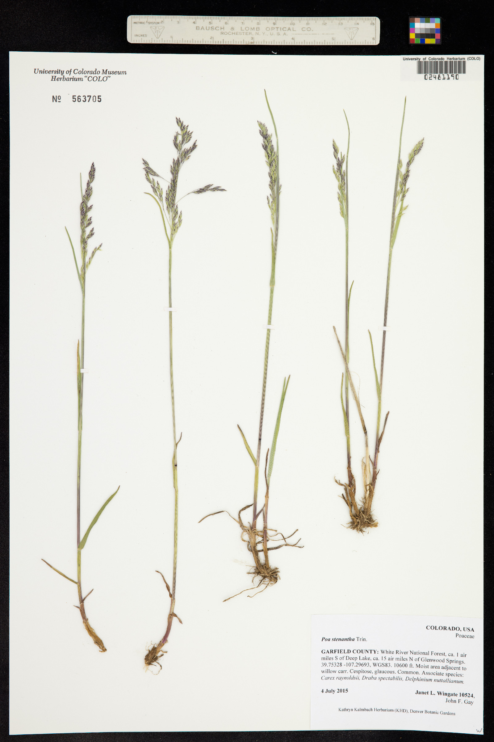 Poa stenantha image
